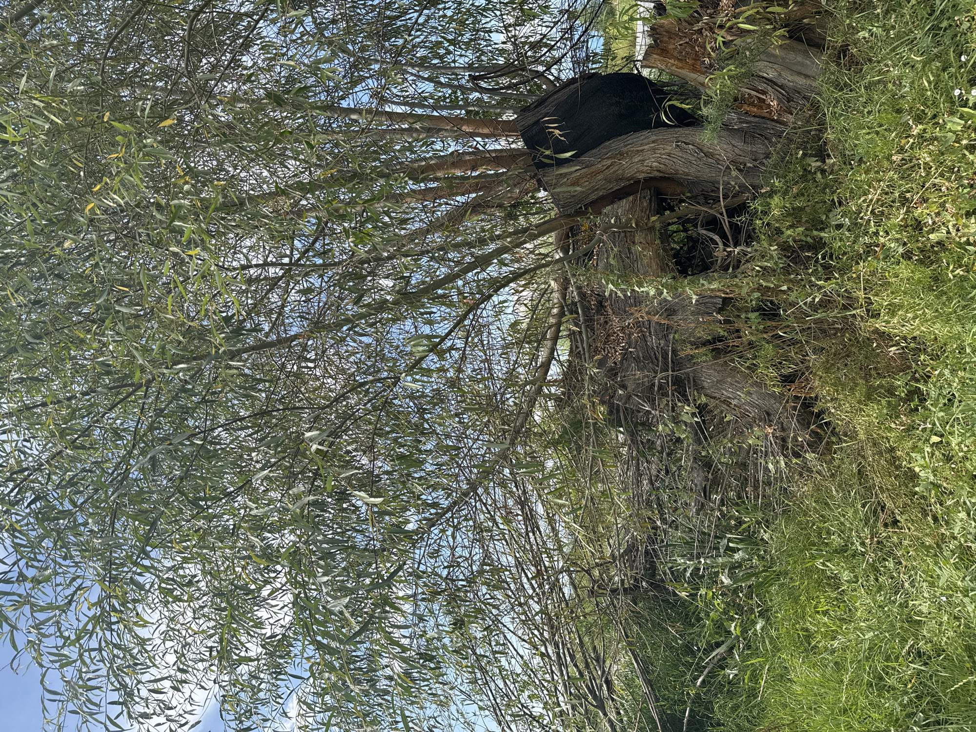 In a lush, green environment with tall grass and a dense tree canopy, a large, burnt tree trunk stands prominently. The trunk is charred black and appears hollowed out. Several branches extend from the top of the trunk, some of which are broken and lying on the ground, intertwined with dead leaves and debris. The sky above is a bright blue with scattered white clouds. The scene is set in the city of Kiçi-Jargılçak, Kyrgyzstan. There are no people or animals visible in the image.