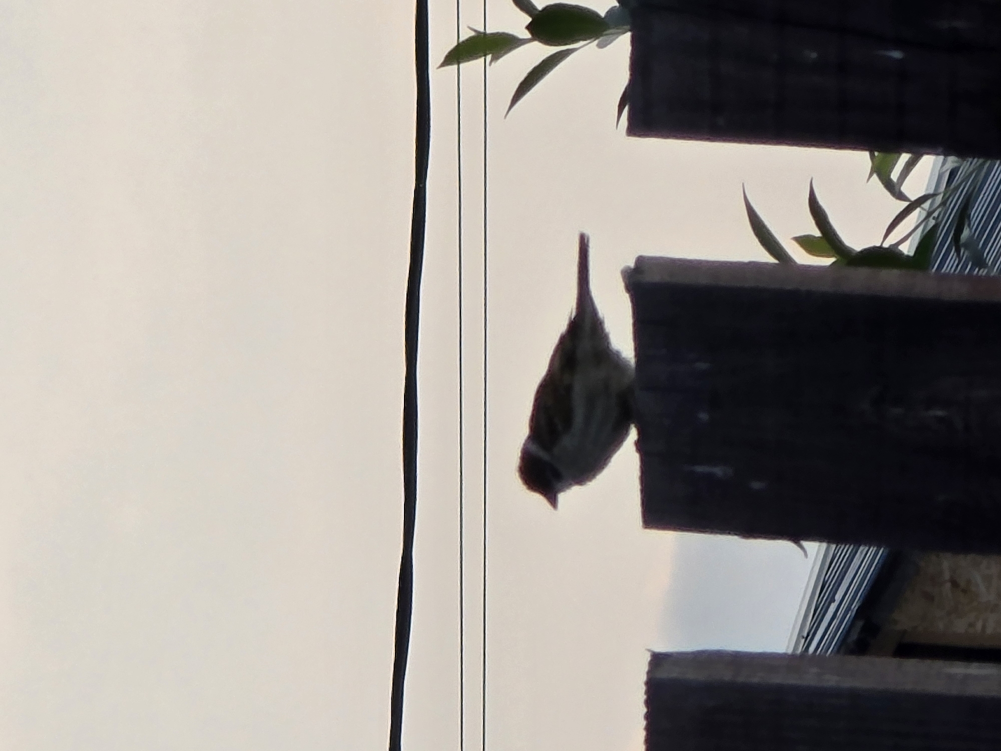 A small bird is perched on a dark wooden fence post, silhouetted against a pale, overcast sky. The bird, appearing to be a sparrow, is facing to the left. Behind the fence, a roofline of a building is visible. Two dark horizontal wires stretch across the upper portion of the frame. Green leaves from a plant are visible to the right of the bird. The image was taken outdoors in Ермолаево, Russia.