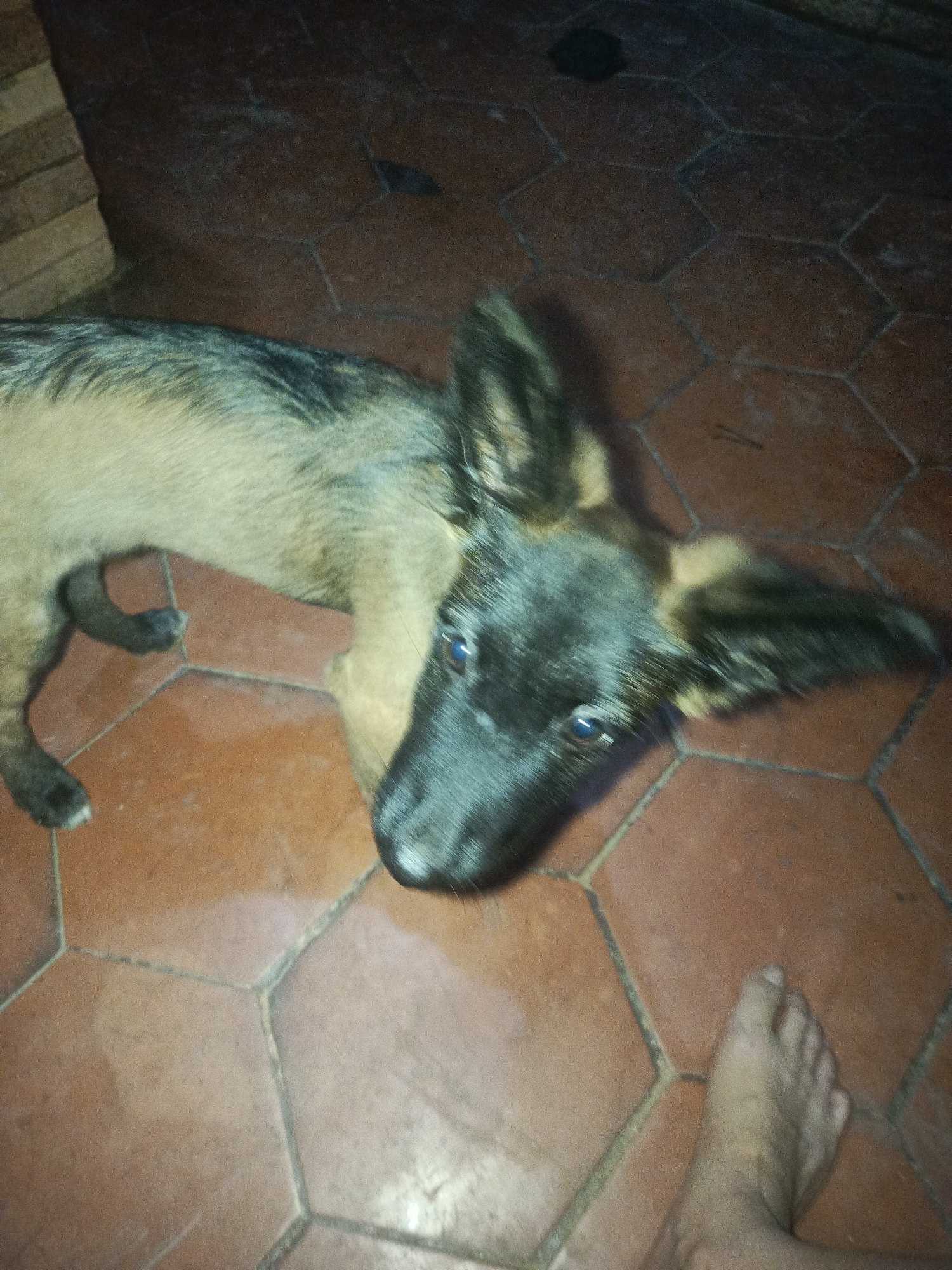 A medium-shot captures a German Shepherd puppy on an interior floor of hexagonal terracotta tiles. The puppy is predominantly black on its head with tan and gray fur on its body. The puppy’s eyes are visible and attentive. Part of a bare human foot is visible in the lower right corner. The floor is tiled in red hexagonal tiles and there is a stacked brick element in the upper left. The image was purportedly taken in Juan Griego, Venezuela but no elements in the image corroborate that claim.