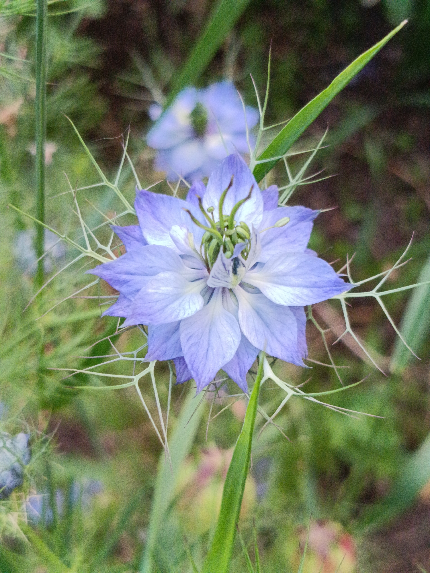 This is a close-up, vertical shot of a delicate, light purple flower with intricate, spiky green bracts. The flower has multiple layers of petals, with the inner petals appearing slightly darker and more complex in structure. The background is a blur of green foliage and hints of darker, earthy tones, suggesting an outdoor garden setting. The focus is sharp on the flower, highlighting its delicate beauty and the feathery texture of the surrounding leaves. There is no indication of people, objects, or actions within the frame; the scene is purely botanical. The location is identified as Martuni, Armenia, implying this is a natural or cultivated floral scene within that region.