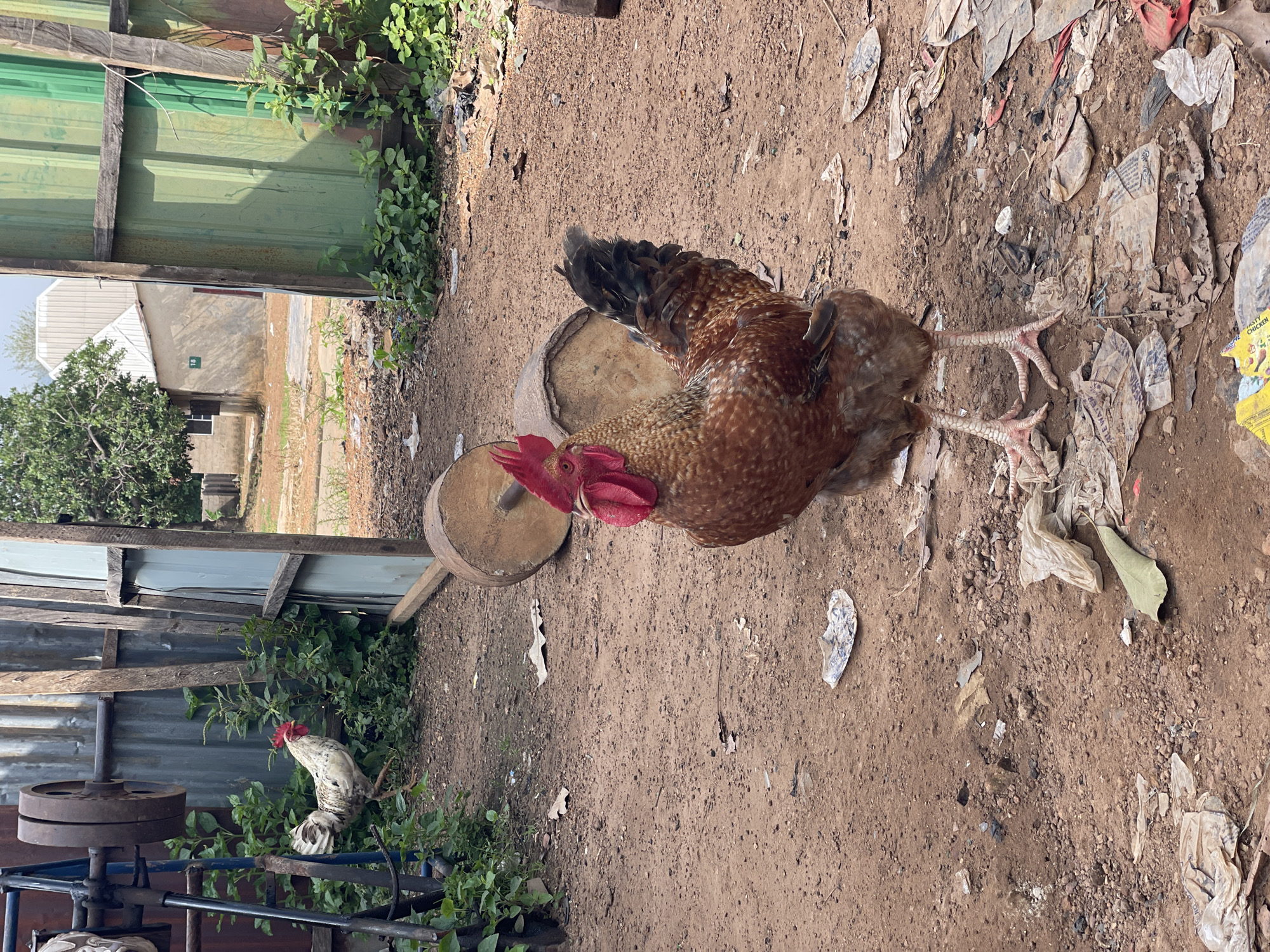 The image depicts an outdoor scene in Akwanga, Nigeria, likely during the daytime given the bright lighting and shadows. The primary subjects are two roosters, one a prominent reddish-brown with black tail feathers, standing on a dirt ground littered with various debris, including plastic bags and leaves. The other rooster, predominantly white with some black markings, is visible in the lower left portion of the image, partially obscured by foliage and industrial-looking equipment.
The setting appears to be a somewhat unkempt, possibly rural or semi-urban area. A makeshift fence constructed from corrugated metal sheets and wooden planks forms a backdrop on the left and top of the image. Beyond this fence, a building with a grey, sloped roof and some windows is visible, along with a tree. The ground is predominantly dirt with scattered stones and a significant amount of plastic waste, suggesting an area where waste disposal might be an issue. To the left of the reddish-brown rooster, a round, wooden object, possibly a chopping block or a part of some equipment, is present. The overall impression is one of a functional but not pristine environment. There is no overt activity beyond the presence of the roosters. The lighting suggests it is a sunny day.