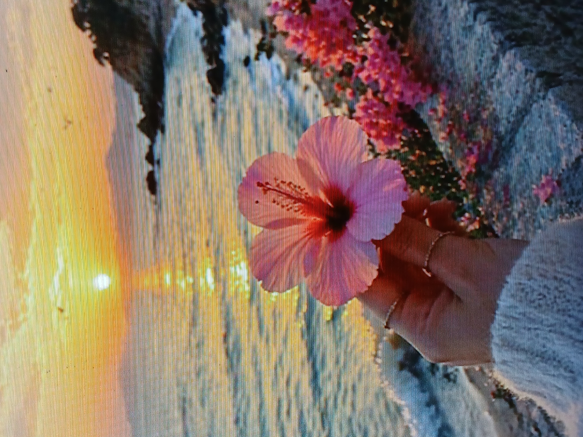 A pink hibiscus flower is held in a hand against a blurred background that includes a sunset over the sea, pink flowering plants, and a rocky coastline. The scene appears to depict or evoke the setting of Juan Griego, Venezuela, given the visual elements of tropical flora, coastal scenery, and potentially the colors of a sunset over the Caribbean Sea which is typical for the island of Margarita and this location. The lighting suggests the time of day as sunset or sunrise.