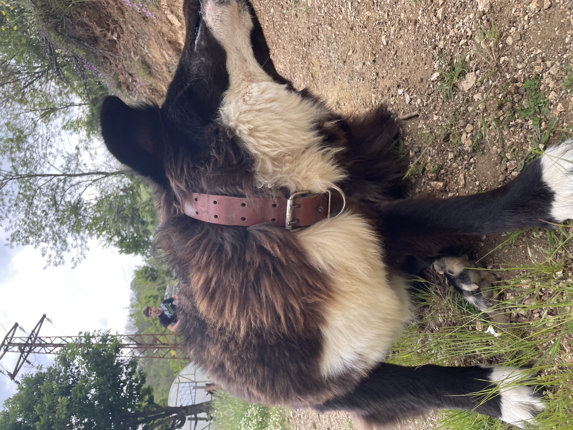 A medium shot shows a large, recumbent brown and white dog wearing a brown leather collar on the ground. The ground appears to be a dirt path interspersed with grass and small plants. In the background, a section of the Bulgarian city of Zlatograd is visible, featuring utility poles, trees, a hillside, a mesh fence, and a partially obscured person.