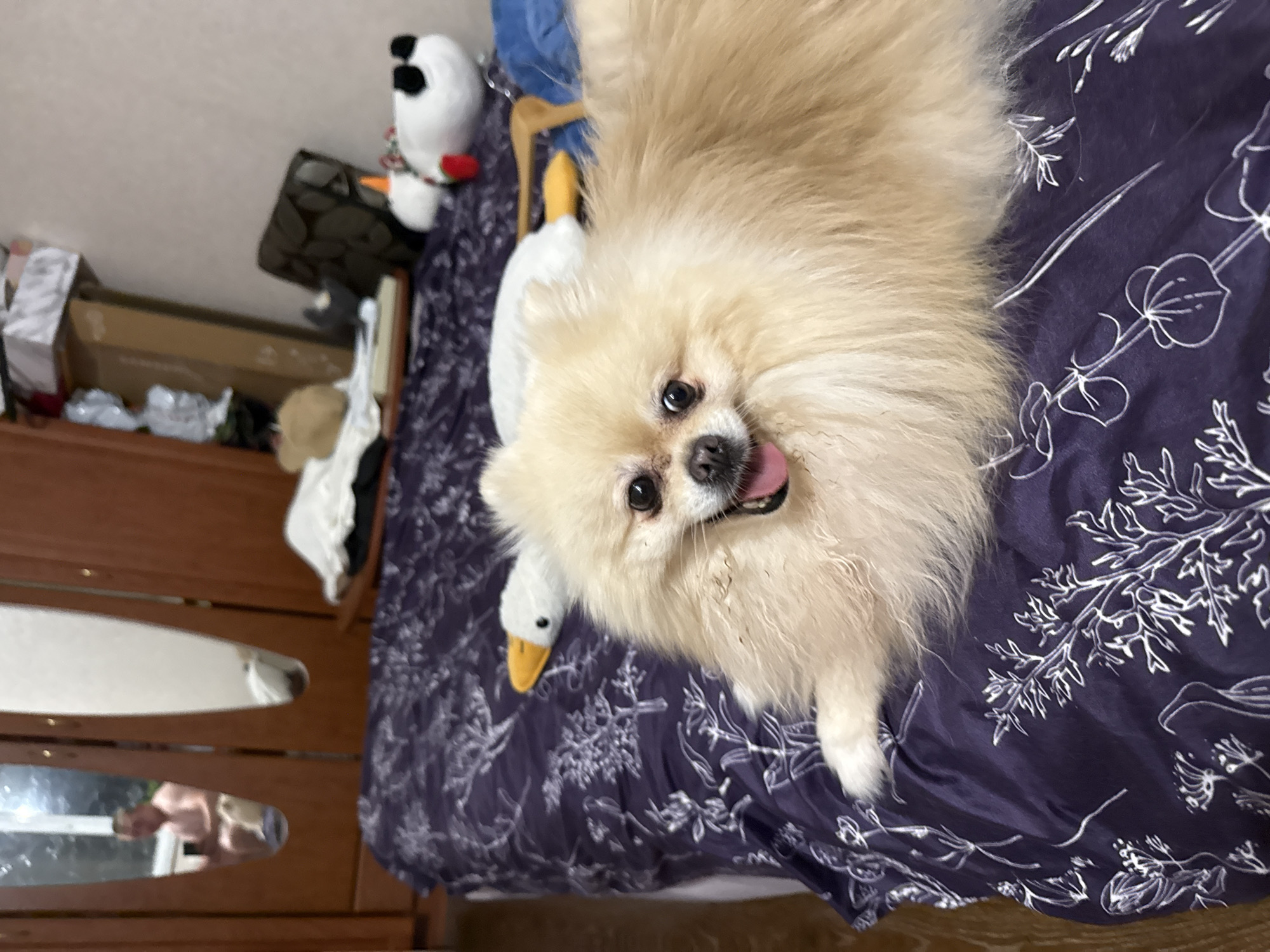 The image shows a close-up of a fluffy, light-colored Pomeranian dog lying on a dark purple comforter with a white floral pattern. The dog is positioned in the center of the frame, facing the camera with its tongue slightly out and a happy expression. A white stuffed toy, resembling a duck or swan with a yellow beak, is partially visible beneath the dog, with its head poking out near the dog's chin.
In the background, to the left of the dog, a black and white stuffed penguin is visible, with a red scarf around its neck and an orange beak. Further back, there are some boxes and other assorted items on what appears to be a shelf or dresser. The overall setting seems to be indoors, possibly a bedroom, given the presence of the comforter and the furniture. The lighting suggests it could be daytime, but there are no clear indicators of the time of day or weather. The dog's expression and posture convey a sense of contentment and playfulness. No text is visible in the image.
