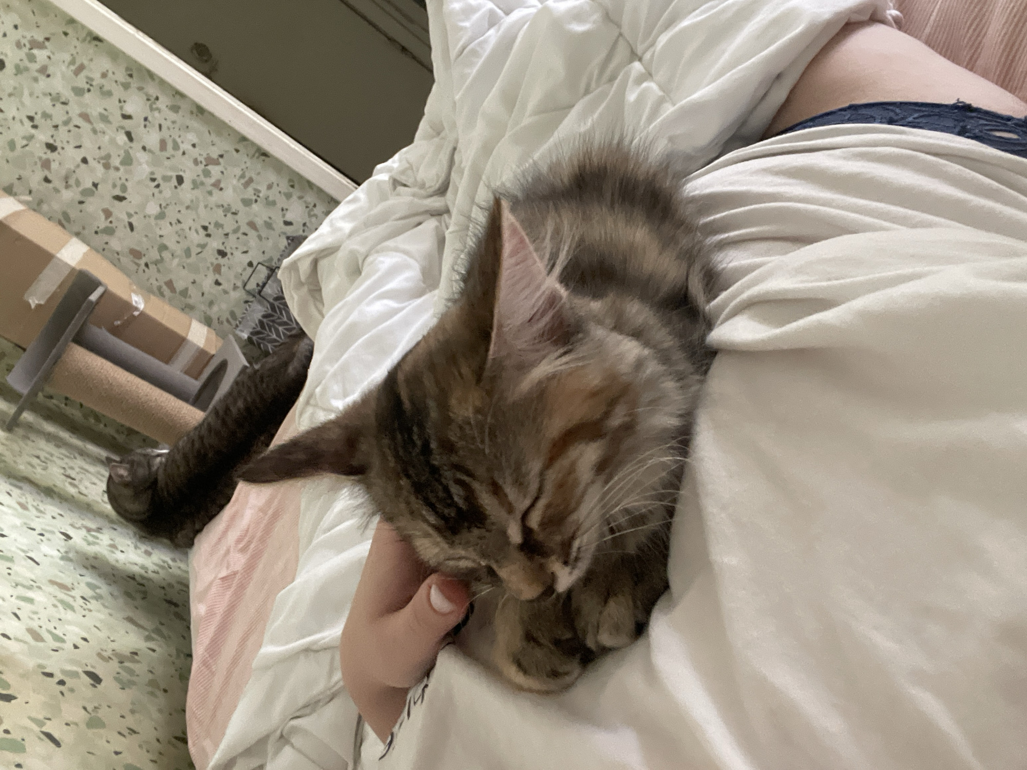 An extreme close-up shot shows a tabby kitten curled up and sleeping on a white blanket. A human hand gently rests on the kitten's head. The kitten's eyes are closed, and its fur is a mix of brown, black, and orange tabby stripes. The blanket is rumpled and appears to be on a bed. In the background, a portion of a cat tree and a wall with a patterned wallpaper are visible. The overall scene suggests a comfortable and intimate moment between a human and a pet.