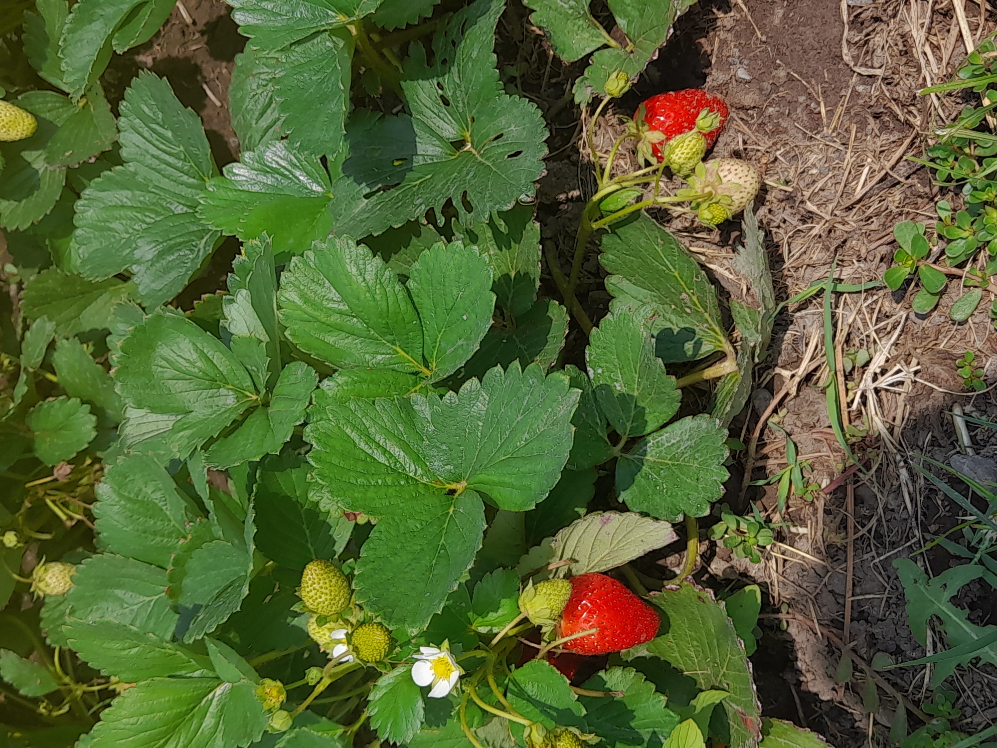 This is a close-up, eye-level shot of a strawberry patch in Voskehat, Armenia. The image focuses on the plants themselves, showcasing their vibrant green leaves and several strawberries in various stages of ripeness. One ripe, red strawberry hangs prominently in the lower left, accompanied by a small white flower. Another ripe red strawberry is visible in the lower right, alongside lighter green, developing berries. The soil beneath the plants is visible, appearing dry and covered with scattered straw and small green weeds. There are no people or animals in the image. The lighting suggests it is daytime with sunlight casting shadows.
