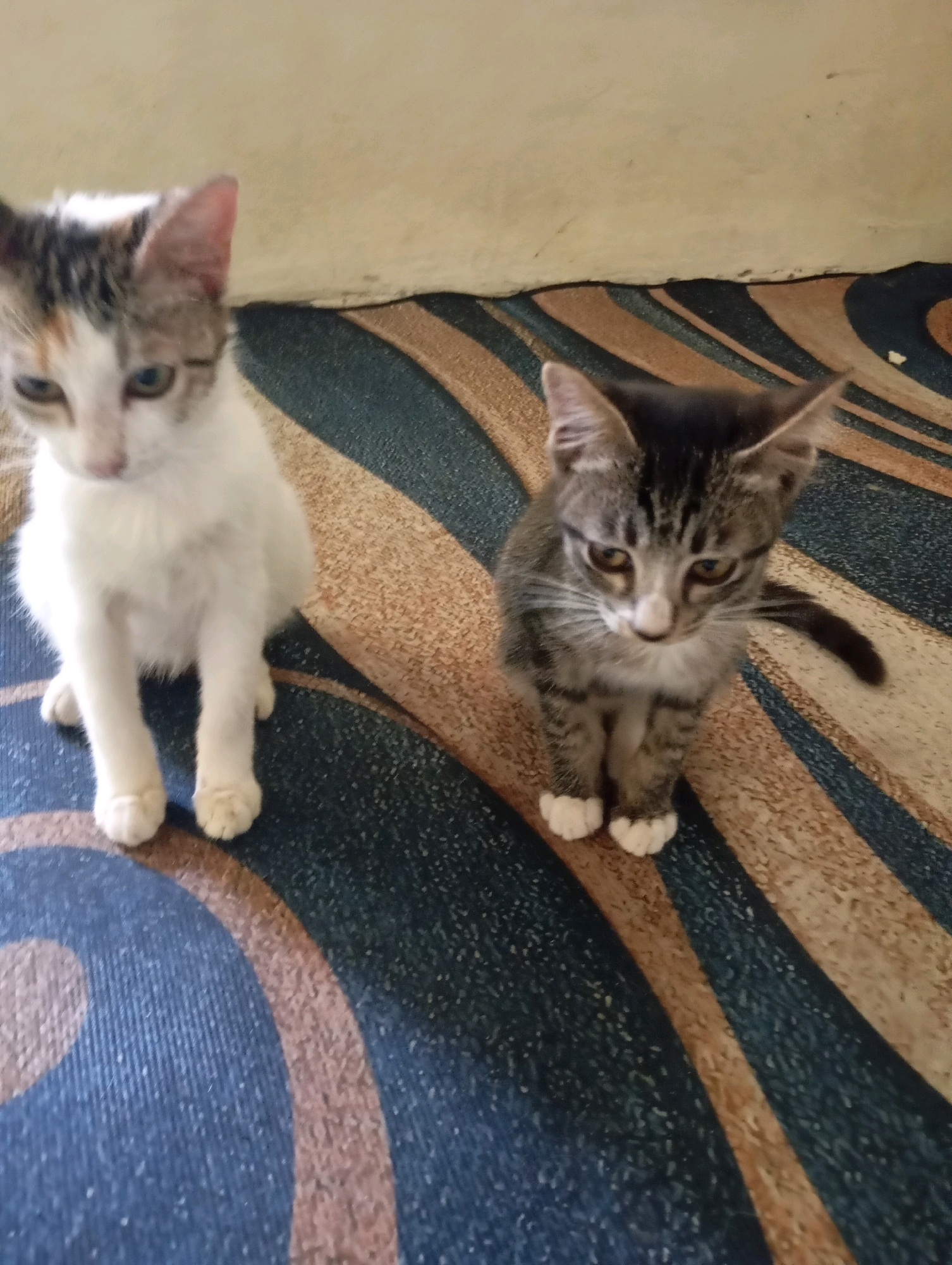 The image shows two kittens sitting on a patterned rug indoors. The kitten on the left is primarily white with some tabby markings on its head and tail. The kitten on the right is a tabby with white paws. The background consists of a light-colored wall and the continuation of the rug. There are no people or specific city landmarks visible to indicate a location within Balikpapan, Indonesia. The scene appears to be a domestic setting.