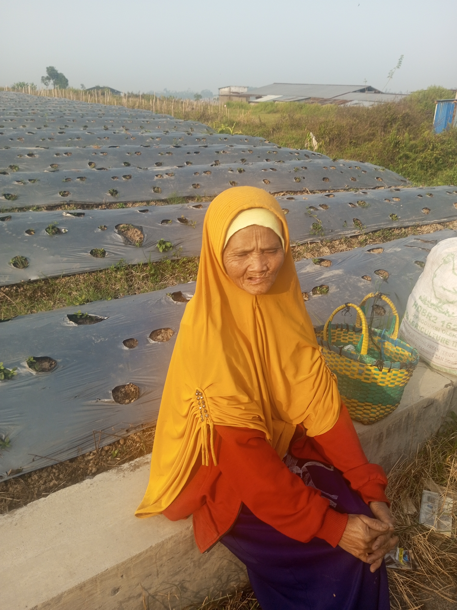 An elderly woman wearing a yellow hijab and an orange shirt sits on a concrete ledge in a field. The field has rows of crops covered with black plastic mulch. A green and yellow woven basket sits next to her, and a white bag with Indonesian writing is behind the basket. The woman's hands are clasped in her lap. The background shows a hazy sky, some trees, and buildings. The scene appears to be in Klaseman, Indonesia.