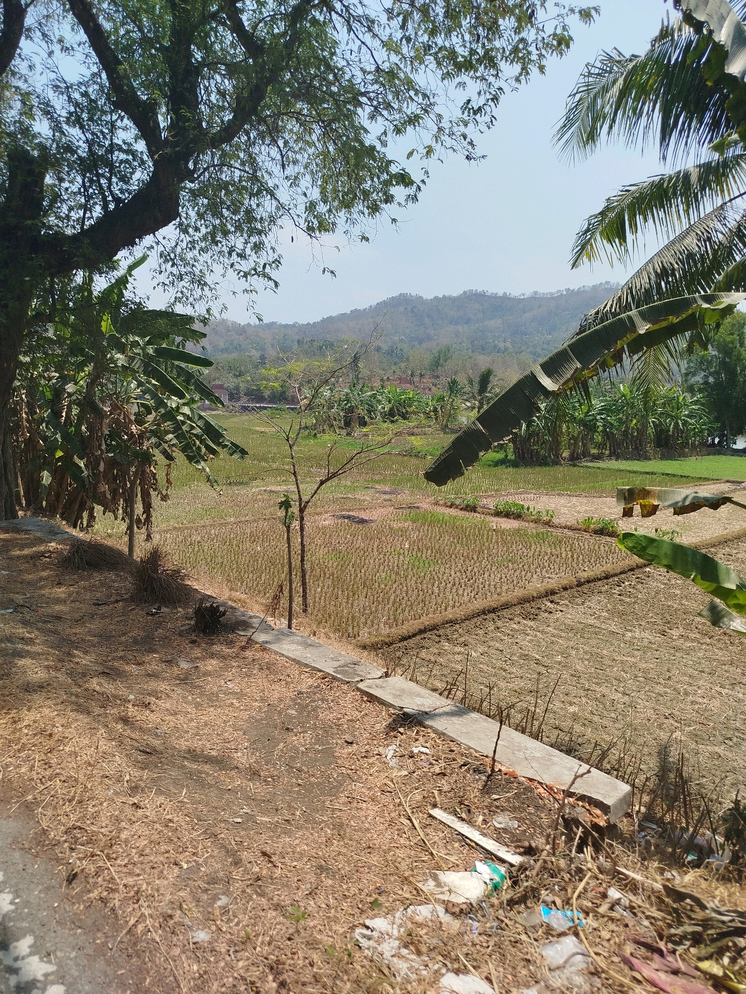 The image depicts a rural scene in Kedungwaru, Indonesia, characterized by a dry rice paddy field in the mid-ground. The field shows evidence of cultivation with distinct rows and patches of stubble, suggesting a recent harvest or preparation for planting. In the foreground, a dirt path is covered with dry leaves and twigs, with a concrete border running along the edge of the paddy. Some litter, including plastic bags and bottles, is visible near the concrete.
To the left, a large tree with dense foliage and a thick trunk dominates the left side of the frame, casting shadows on the ground. Several banana trees with large leaves are also present in this area, some appearing dry and shedding leaves. In the background, a cluster of smaller trees and vegetation forms a backdrop to the rice paddy, leading towards a gently sloping, tree-covered hill under a clear blue sky. The overall atmosphere is one of a dry, sunny day in a rural landscape. No people are visible in the image.