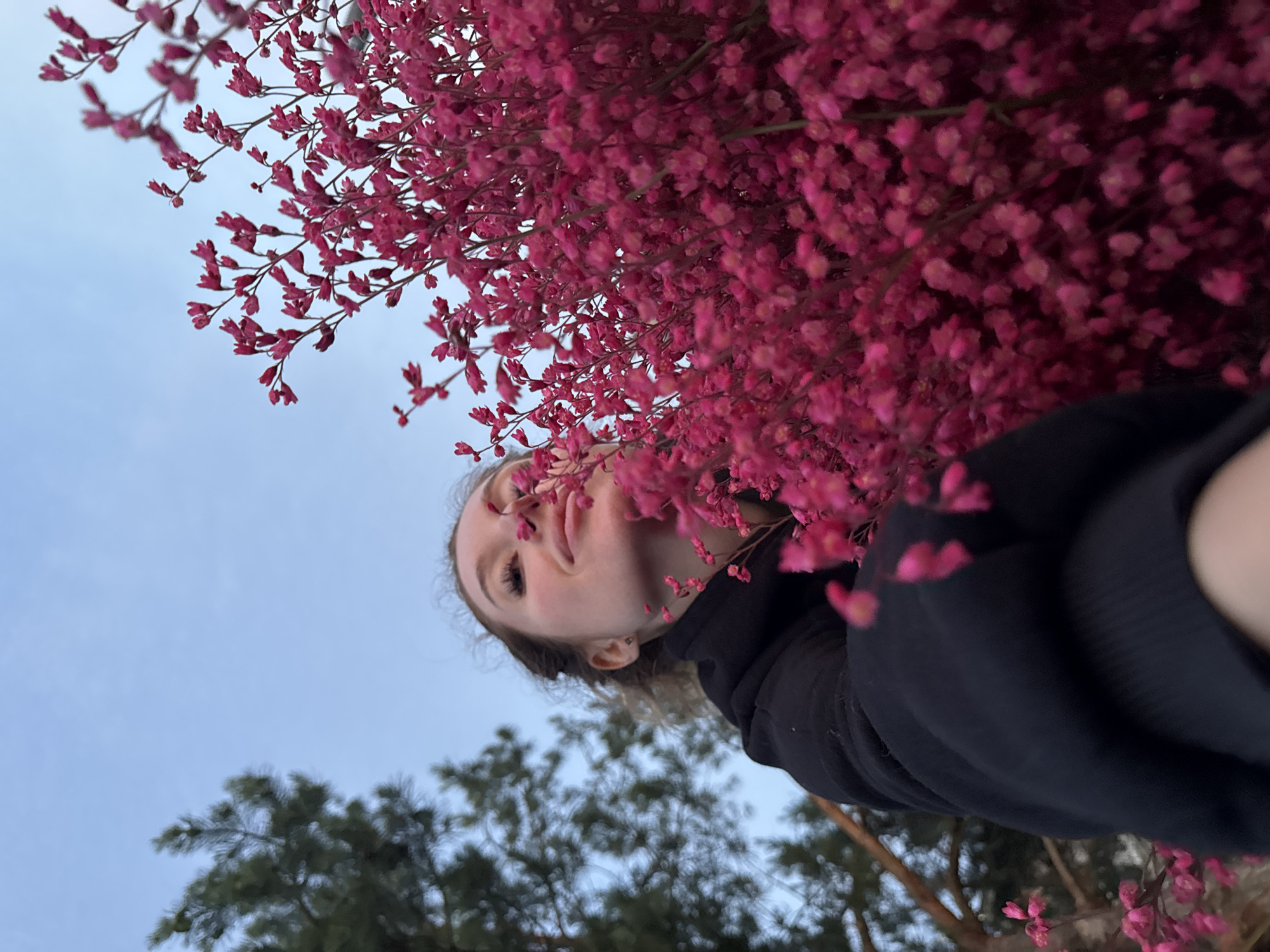 A low-angle, close-up shot shows a young woman in a black hooded jacket against a pale blue sky. Her face is partially obscured by a dense cluster of small pink flowers held in front of her. She looks upwards with a slight smile, her eyes closed. To the left of the frame, the dark green branches of a conifer tree are visible against the sky. The scene is set outdoors, likely during twilight given the soft lighting and the color of the sky. The overall impression is one of serene enjoyment and connection with nature. The location is the city of Maksimovo, Russia.