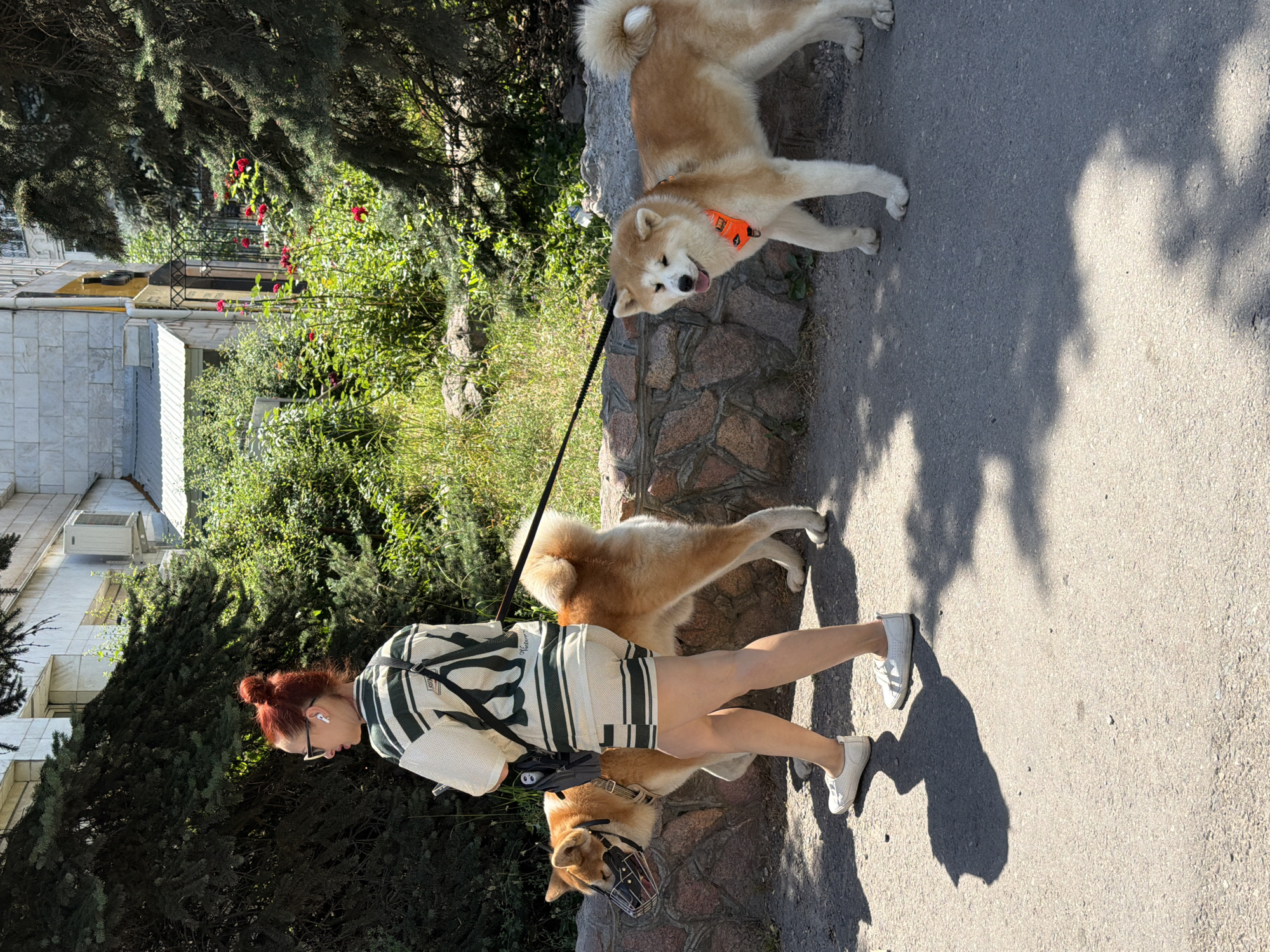 A woman with red hair tied in a bun, wearing white-rimmed sunglasses and white earbuds, walks two Akita dogs on a leash on a sunny day. The woman is wearing a striped green and white outfit consisting of a loose-fitting top and shorts. The dog on the left is wearing a muzzle. Both dogs have tan and white fur. The dog on the right is wearing an orange collar. They are walking on a paved path next to a stone wall and lush green foliage. Buildings are visible in the background.