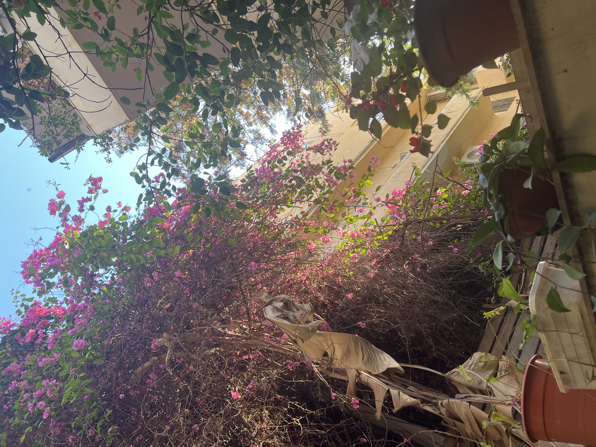 The image presents an upward-looking view of a vibrant outdoor scene, likely an urban garden or courtyard in Tel-Aviv, Israel, dominated by lush vegetation and glimpses of buildings and sky.
The central subject is a massive bougainvillea plant, sprawling across the frame with countless bright pink and magenta flowers. Its dense network of branches and green leaves forms a natural canopy, creating a tunnel-like effect. Interspersed within the bougainvillea are other green leafy plants and several large, dried leaves, possibly from a banana plant, which add textural contrast.
In the background, visible through the foliage, are parts of light yellow or beige multi-story buildings, likely residential. Features such as balconies, overhangs, and several external air conditioning units are discernible. The upper left portion of the image shows a clear, bright blue sky, indicating a sunny day.
To the right, closer to the viewer, several potted plants are visible, some in terra cotta pots and others on a white plastic shelf or hanger. Wooden elements, possibly part of a railing or trellis, are also present. The perspective is taken from a low angle, looking upwards, giving the impression of being surrounded by the plants.
There are no people or explicit activities depicted. The scene conveys a sense of serene natural beauty within an urban environment. The bright sunlight suggests it is daytime. No visible text is present in the image.