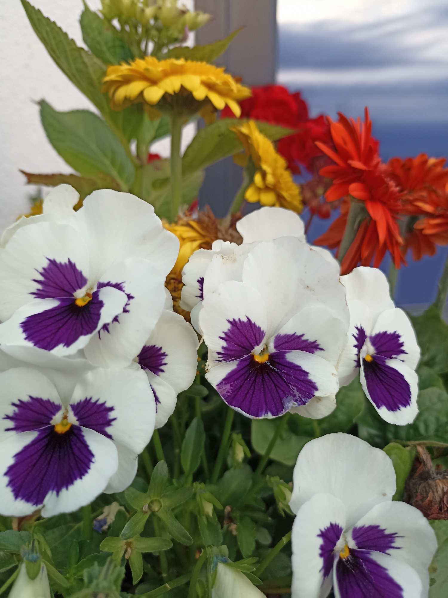 The image is a close-up, vertical shot of a collection of flowers, primarily white pansies with purple markings at their centers. The pansies are in the foreground, with several in focus and others slightly blurred. Behind them, in the middle ground and background, are other flowers of varying colors, including yellow, red, and orange gerbera daisies, and some less distinct green foliage. The overall impression is of a vibrant floral arrangement. The lighting appears natural, suggesting it was taken outdoors during the day, with a slightly overcast sky visible in the upper right corner. There are no people, animals, or specific objects that would indicate a precise location within the city of Doirí Beaga, Ireland, beyond the general context of a garden or outdoor planting.