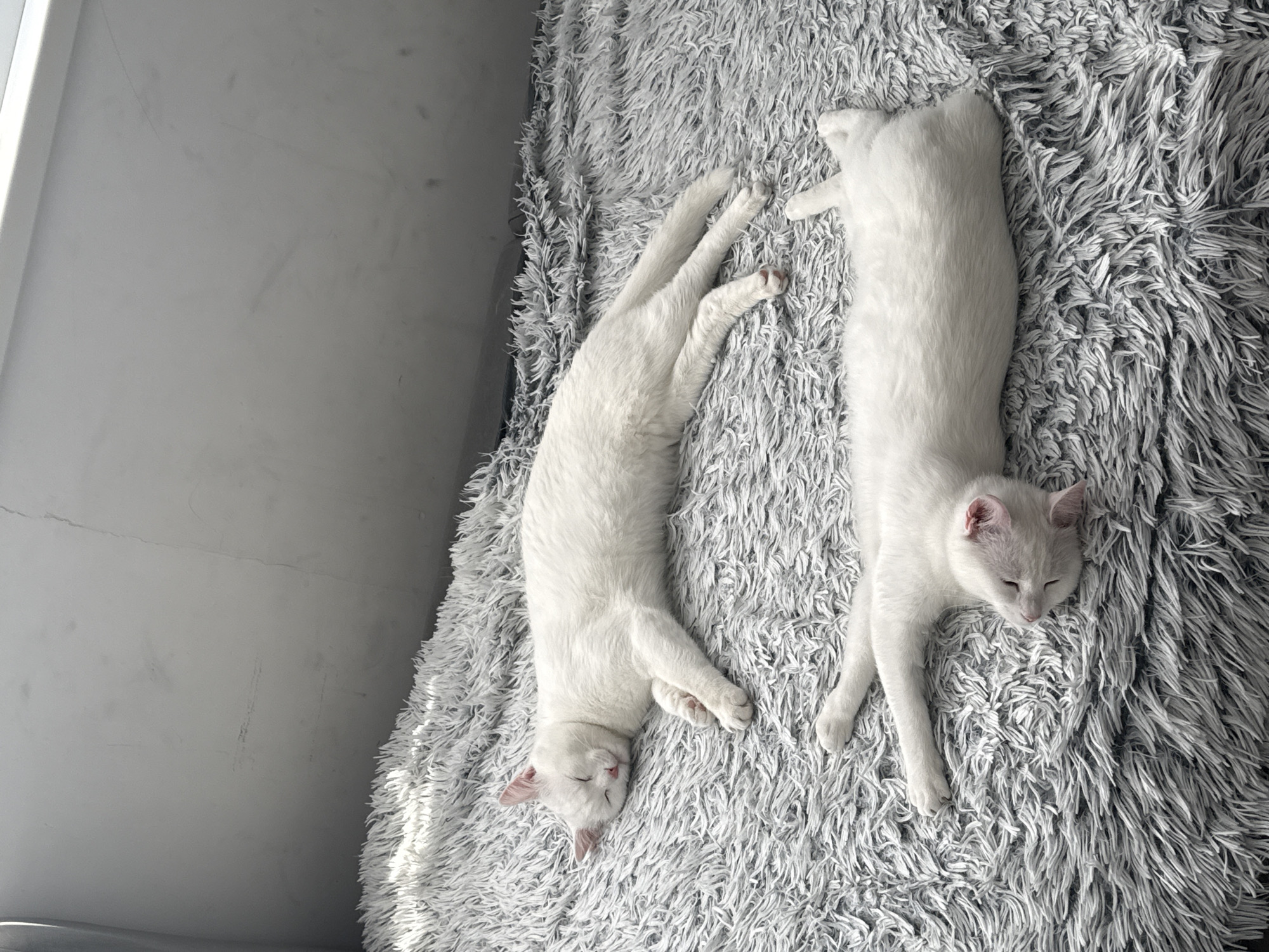 An overhead indoor shot from Burgas, Bulgaria, features two identical white cats deeply asleep on a textured, shaggy grey blanket. Both felines are stretched out horizontally across the blanket, conveying a sense of profound relaxation and peace.
The cat on the left is positioned with its head towards the bottom of the frame, its eyes gently closed, and its ears displaying a soft pink hue. Its front and back paws are extended, with one showing a delicate pink toe bean. The second cat, located on the right side of the frame, mirrors this posture, stretched out with its head oriented towards the top. It also has closed eyes and pinkish ears, suggesting it is in a deep sleep.
Natural daylight, likely from a nearby window, bathes the scene in bright illumination, casting soft shadows and highlighting the fluffy texture of the grey blanket. This indicates it is daytime. To the left of the blanket, a plain, light-grey wall is visible, featuring a white window frame or sill along its edge. The wall exhibits some faint smudges or marks. The image evokes a calm and tranquil atmosphere. No visible text is present.
