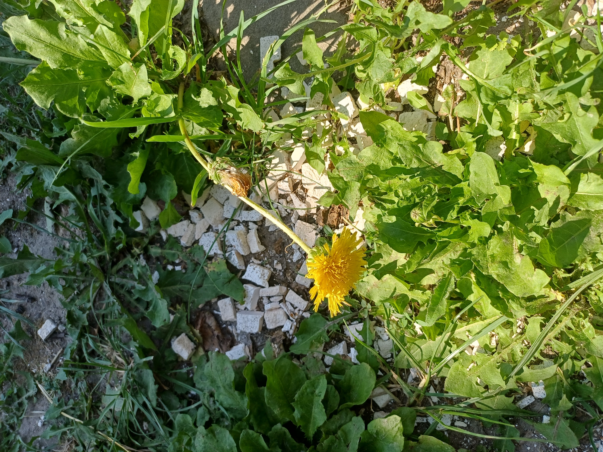 The image shows a close-up, aerial view of a yellow dandelion flower in a patch of green weeds and broken white pieces of material, possibly concrete or stone. The dandelion is in full bloom, with its bright yellow petals spread open. The stem of the dandelion is bent, and the flower head is tilted downwards. Surrounding the dandelion are numerous green leaves, some of which are jagged or serrated. Small, irregularly shaped white fragments are scattered amongst the vegetation and on the ground. The ground itself appears to be composed of dirt and possibly gravel. The lighting suggests it is daytime, with shadows cast by the leaves and stem. The location is identified as Sulymivka, Ukraine.