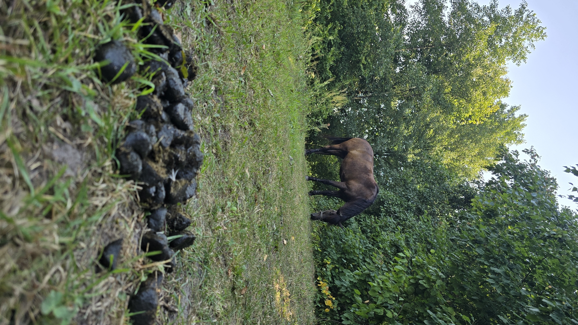 A brown horse grazes in a grassy field with trees in the background. In the foreground, there is a pile of horse droppings. The scene is set outdoors during the day.