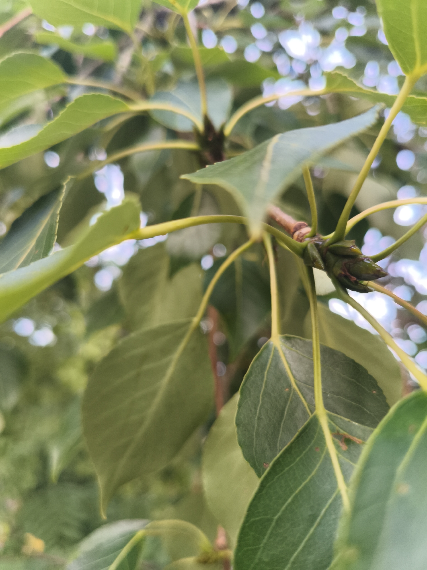 This is a close-up, low-angle shot of a tree branch with green leaves and a developing bud. The background is blurred, showing highlights that suggest sunlight filtering through other foliage, possibly indicating an outdoor setting in a park or garden within Nowy Dwór Mazowiecki, Poland. There are no people or animals visible. The focus is on the natural elements of the tree.