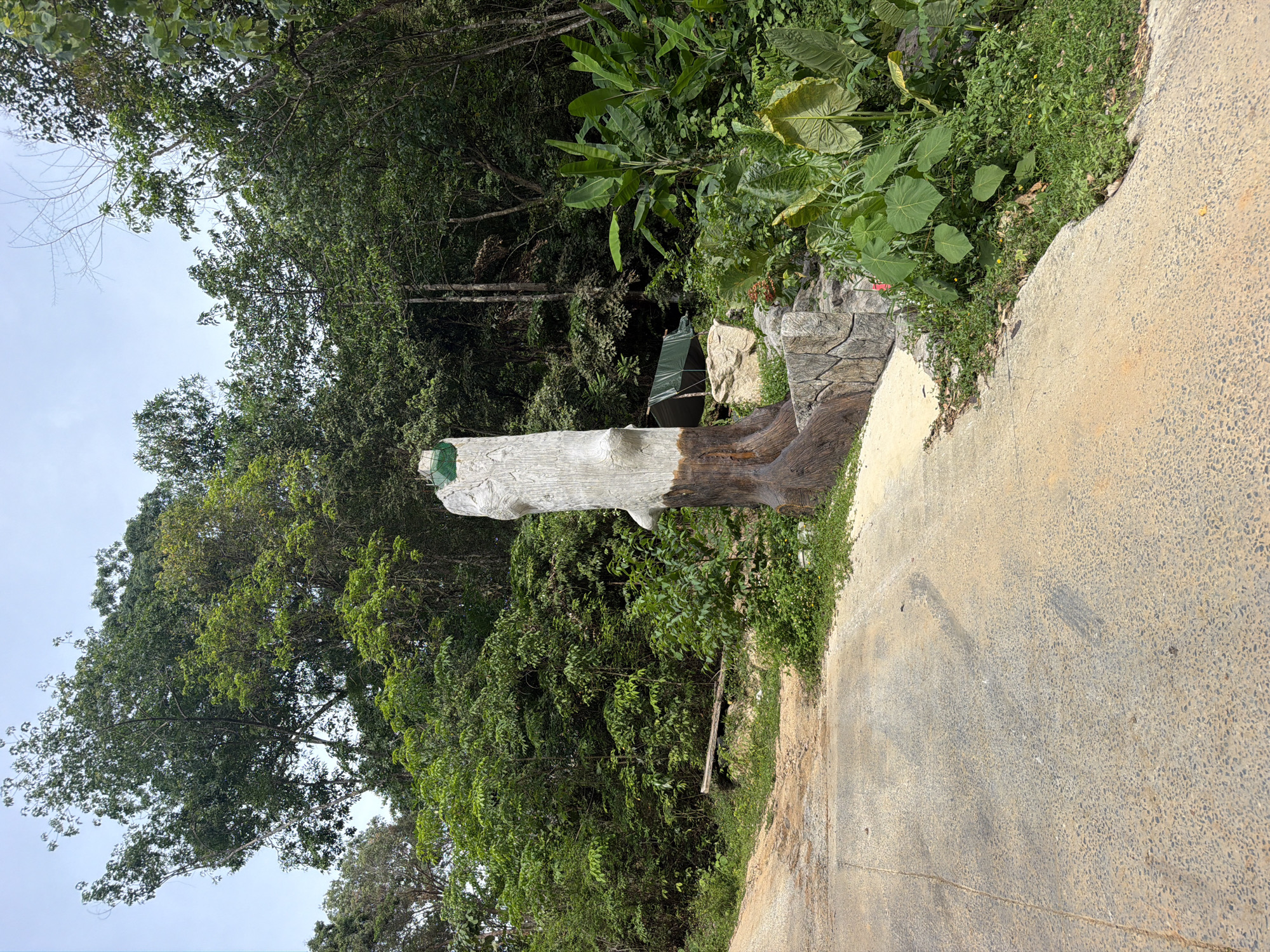 This media file depicts an outdoor scene in a tropical environment, likely Ko Samui, Thailand. The primary subjects are a large, weathered log, part of which has been carved and painted to resemble a stylized figure or totem, and a paved pathway. The log stands upright on the left side of the frame, its top portion painted white with some green elements visible. Behind the log and to the left, a dense forest of lush green trees dominates the background, with a clear, pale sky peeking through the canopy.
To the right of the log, the pathway curves into the distance, with the edge of the path lined by green vegetation and some large-leafed plants, possibly banana trees. Some rough-hewn stones and a green tarp are also visible amongst the foliage behind the log. The pathway itself is made of concrete with visible aggregate, showing signs of wear and tear, and a faint shadow suggests the presence of a person or object off-camera.
The time of day appears to be daytime, with bright, natural lighting that casts some shadows. The weather seems pleasant, as indicated by the clear sky and the vibrant green of the vegetation. The overall impression is one of a natural, somewhat rustic, and tranquil setting. No text is visible in the image.