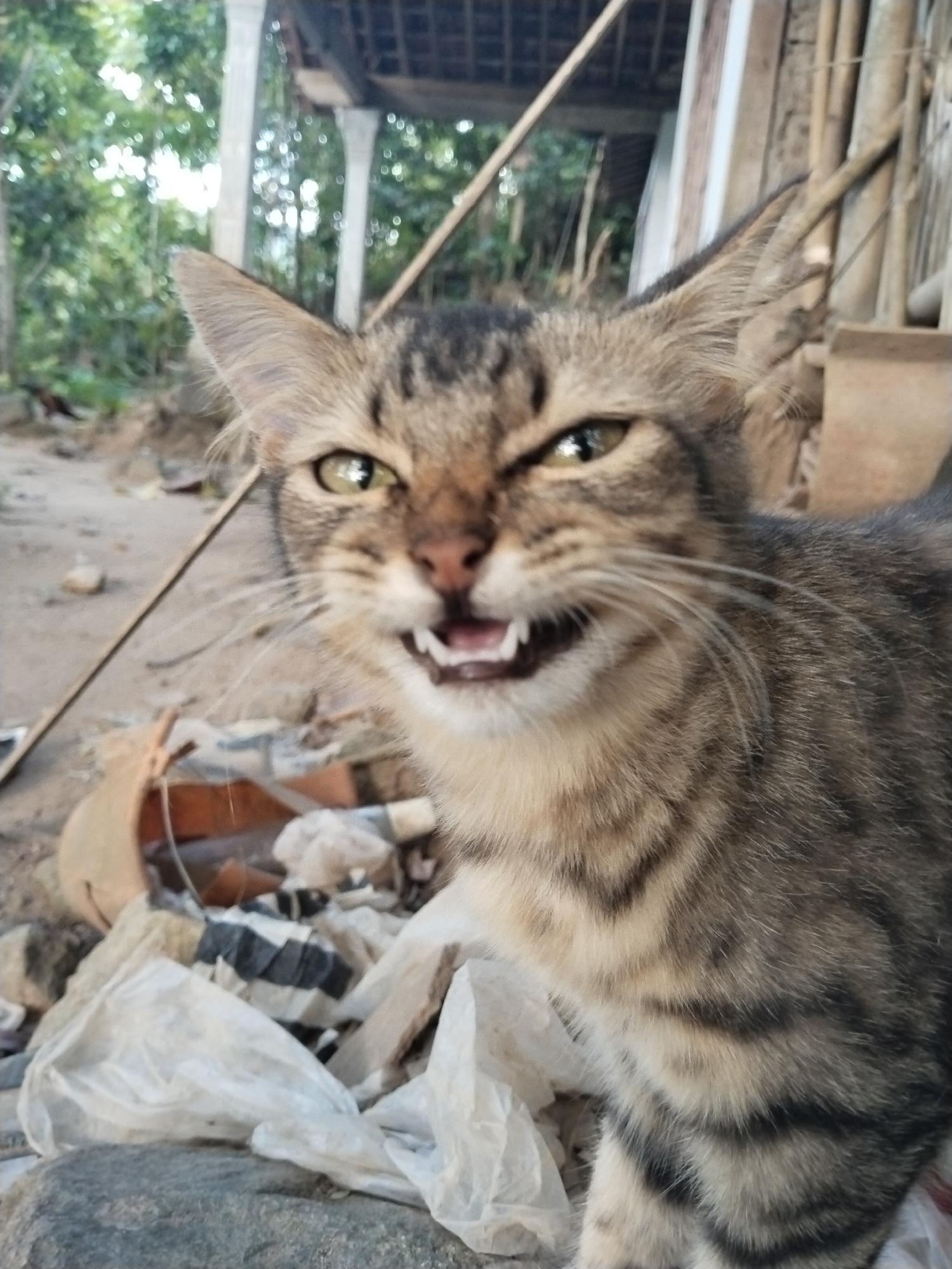 A close-up shot shows a feline, likely a domestic cat, positioned in what appears to be an outdoor setting. The cat's mouth is slightly open, baring its teeth. The animal is amidst discarded items, including white plastic bags and what appears to be a piece of a broken pot. In the background, there are trees and some architectural structures with columns. The location is labeled as Unknown, Unknown.