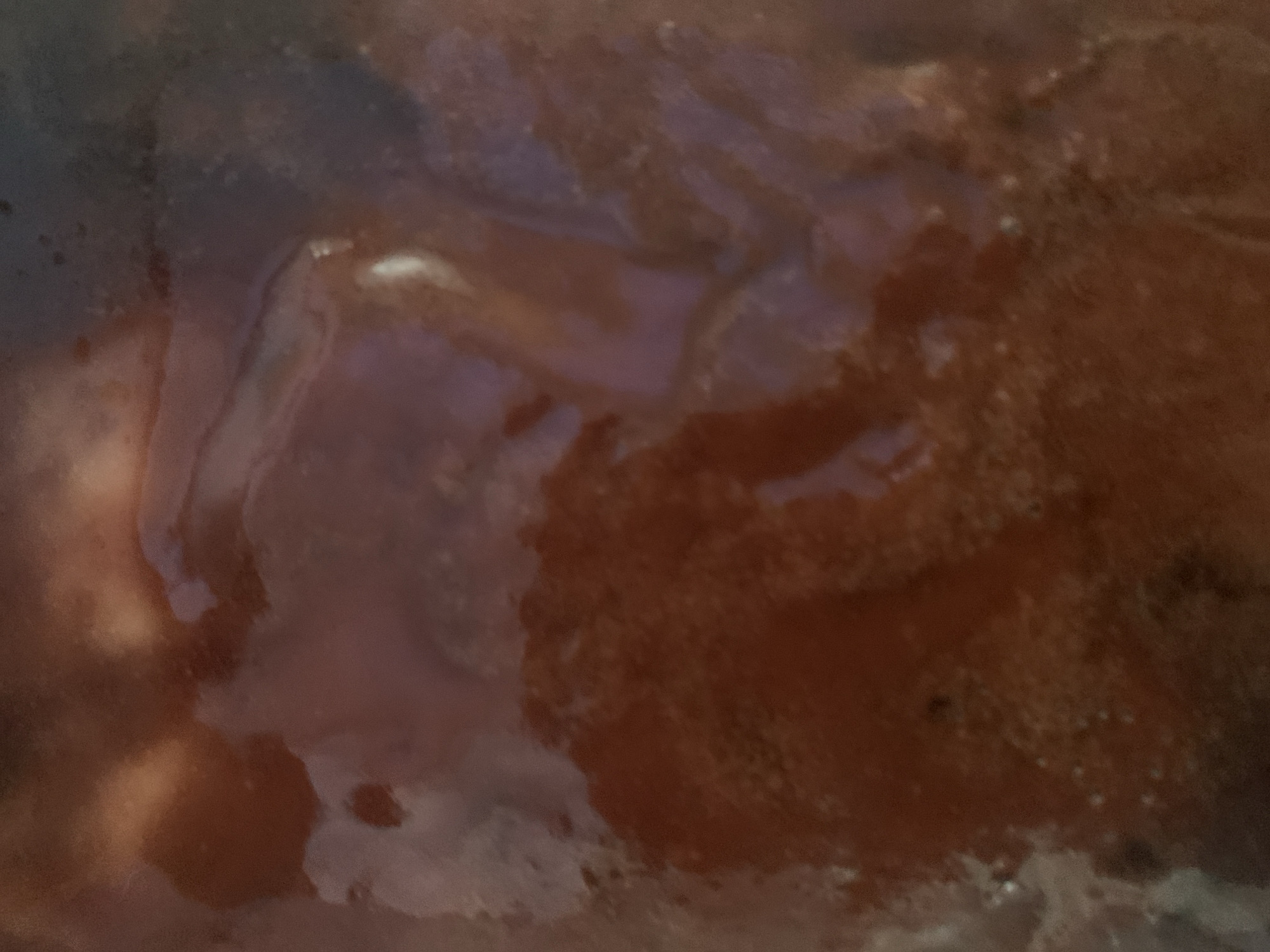 The image is an extreme close-up, abstract shot of a viscous, reddish-brown liquid. Swirls and eddies of lighter and darker shades are visible within the liquid, suggesting movement or varying densities. There are small, white speckles scattered throughout, which could be air bubbles or particulate matter. The lighting creates highlights and shadows, giving the liquid a glossy, almost gelatinous appearance. No distinct objects or features are discernible, and the overall impression is one of organic material in a fluid state. The location is not discernible from the image.