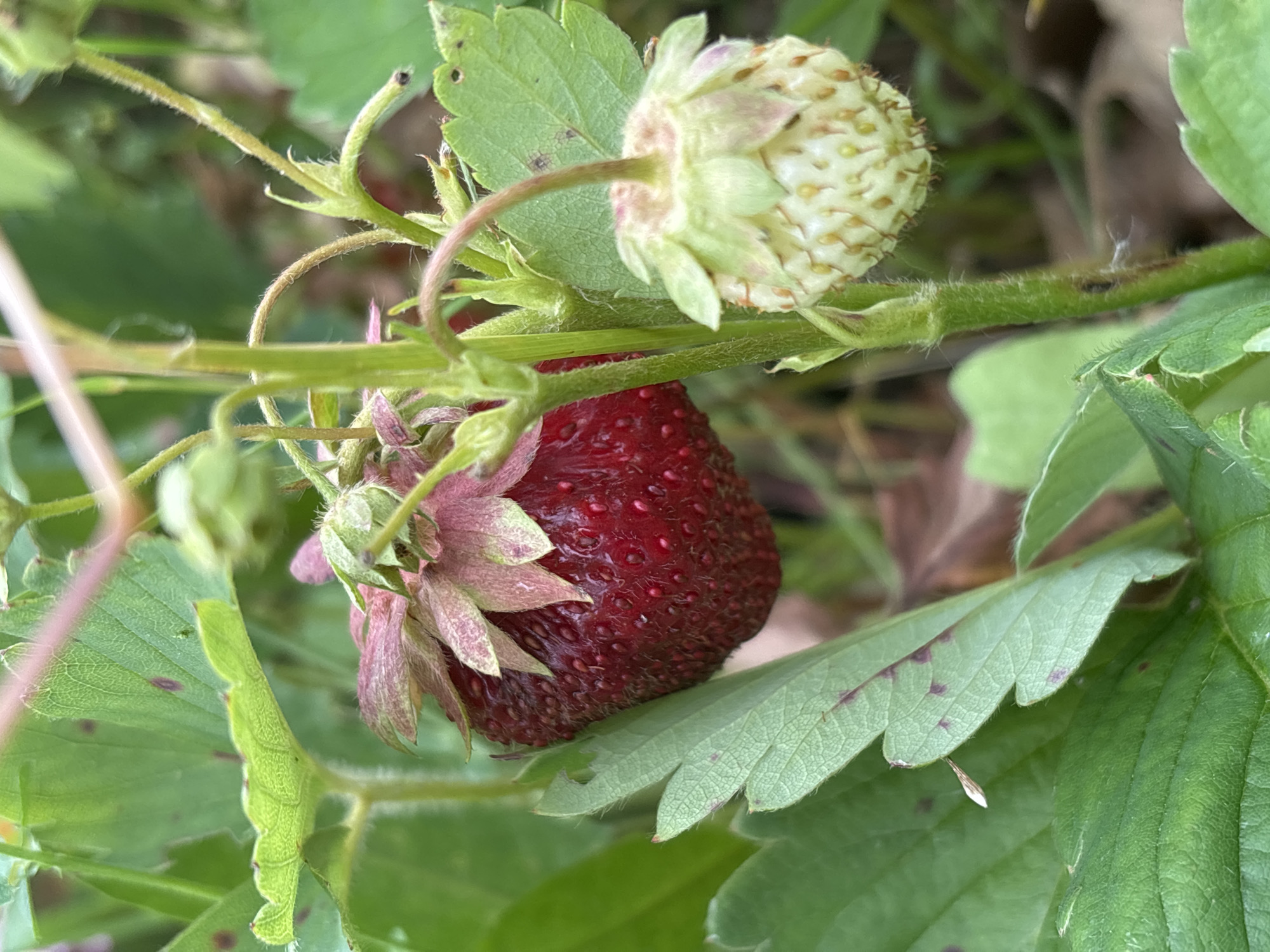 A close-up, vertical shot captures a ripening strawberry plant in Bobrovka, Russia. The foreground is dominated by a deep red, ripe strawberry, its textured surface dotted with seeds, cradled by delicate green and pink sepals. To its right, an unripe, pale green strawberry hangs, its sepals unfurled. Lush green leaves, some with purplish-brown spots, surround the fruits, their veins clearly visible. The plant's stems, fuzzy and green, connect the fruits and leaves. The background is a soft blur of green foliage and brown earth, suggesting a natural outdoor setting.