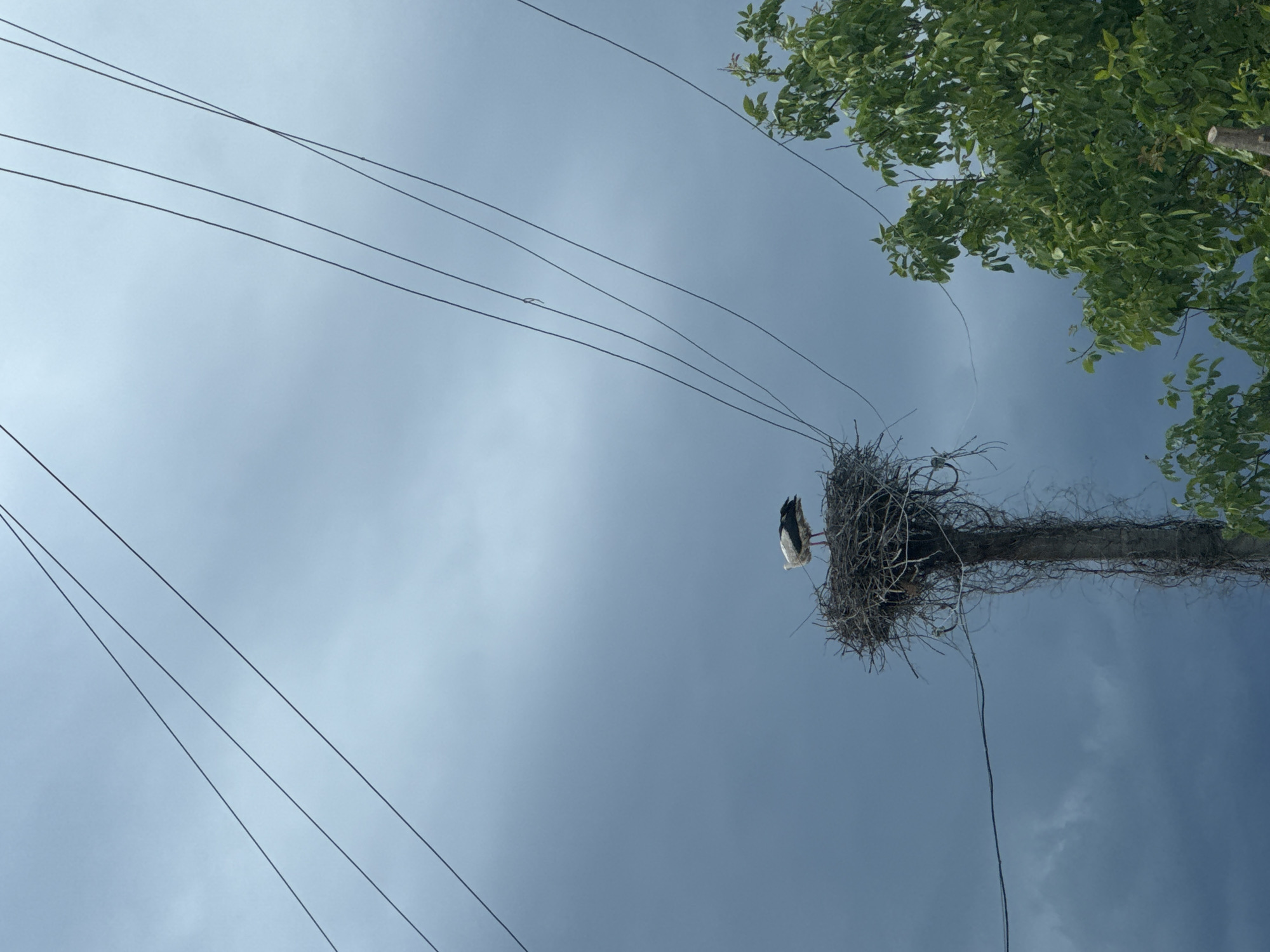 A stork stands on its nest atop a utility pole under a cloudy sky. Power lines crisscross the frame diagonally. Green foliage from a nearby tree is visible in the lower right corner. The scene is set in an outdoor environment with no people present.