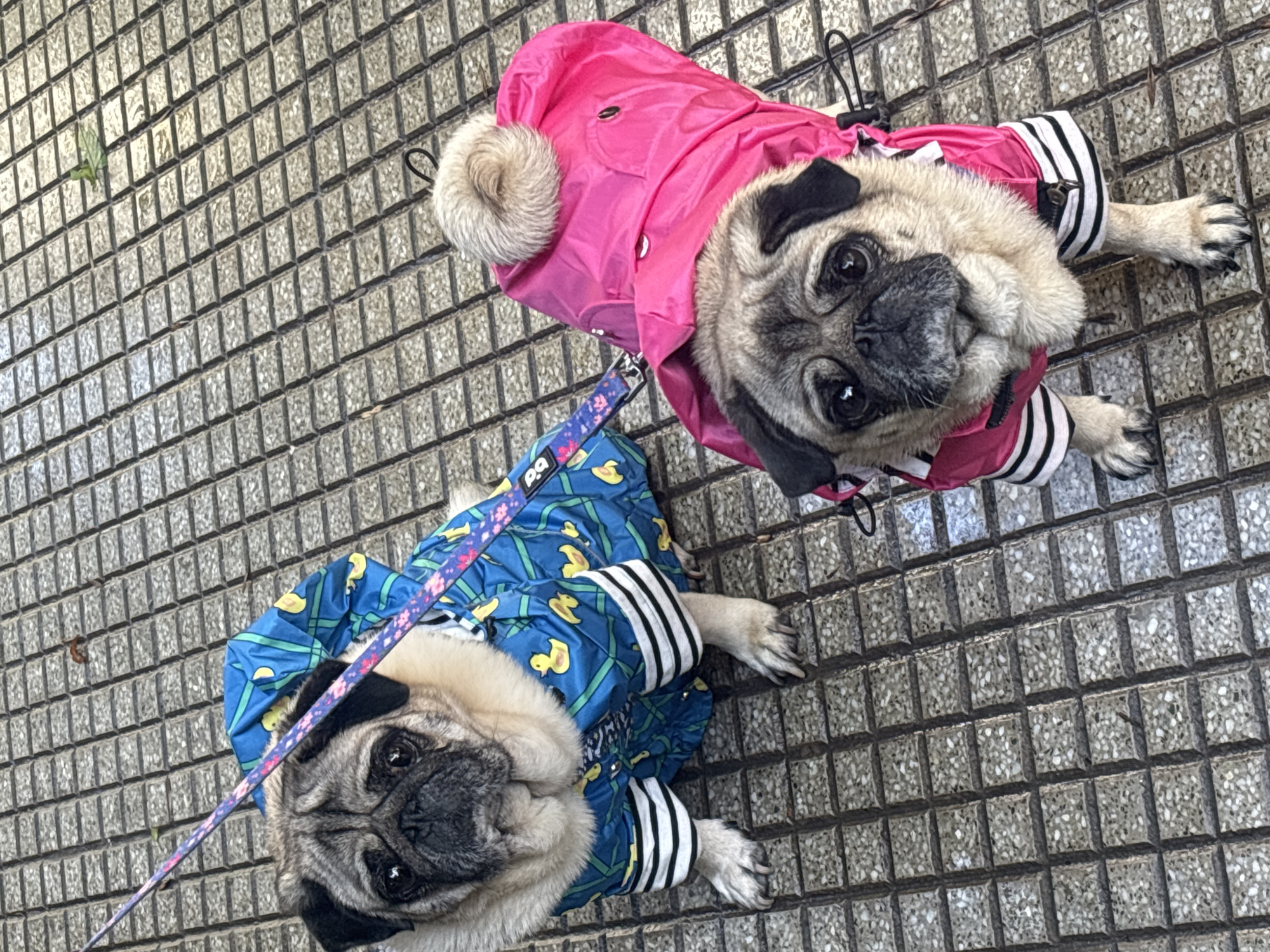 Two adorable pug dogs are featured in a high-angle shot, looking directly up at the camera. Both dogs are dressed in colorful raincoats, suggesting it might be a cool or wet day in an urban setting like Buenos Aires, Argentina.
The pug on the right is wearing a bright pink raincoat, complete with a fluffy, light-colored pom-pom on the hood. Its sleeves are striped black and white. This pug has a light fawn coat and a characteristic dark muzzle, with large, expressive eyes that dominate its face. A leash is attached to its harness or coat.
To the left, the second pug wears a vibrant blue raincoat adorned with cheerful yellow duck patterns, also featuring black and white striped sleeves. This pug, also a fawn color with a dark muzzle, has similarly captivating eyes and an attentive expression. Its leash, which is patterned with colorful dots, extends towards the left side of the frame.
The dogs are standing on a gray tiled pavement, consisting of small, square, textured tiles, typical of sidewalks. The lighting suggests it is daytime, casting subtle shadows that highlight the texture of the ground. The letters "b.a" are visible on the blue raincoat's collar area, possibly hinting at a brand or the location, Buenos Aires. Both dogs appear calm and content, possibly waiting for their owner during a walk.