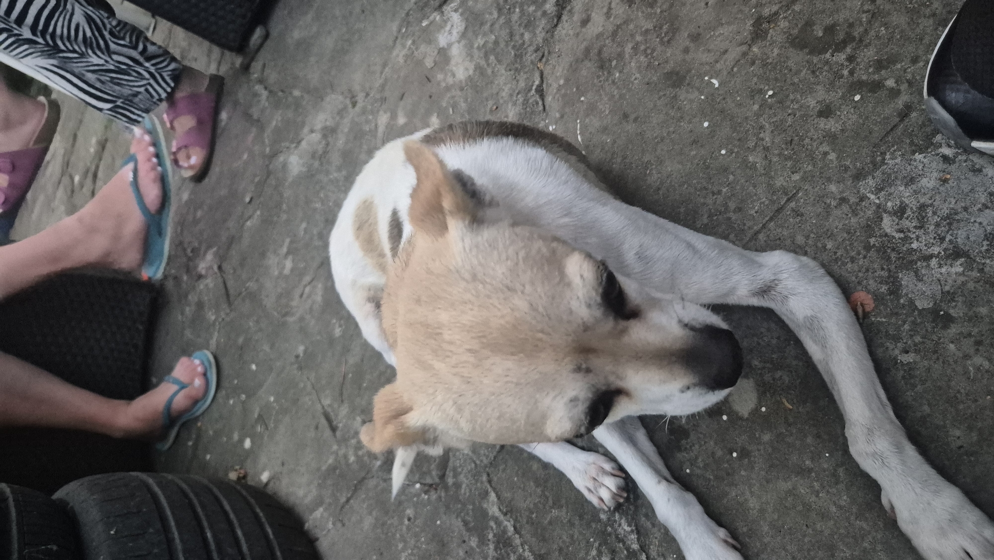 In Lovech, Bulgaria, a small, light-colored dog with brown markings is lying on a concrete patio. The dog is looking down and appears to be resting. In the background, the legs of several people are visible. One person is wearing blue flip-flops, another is wearing pink sandals, and a third is wearing black and white striped pants. A stack of tires is also present on the left side of the image.