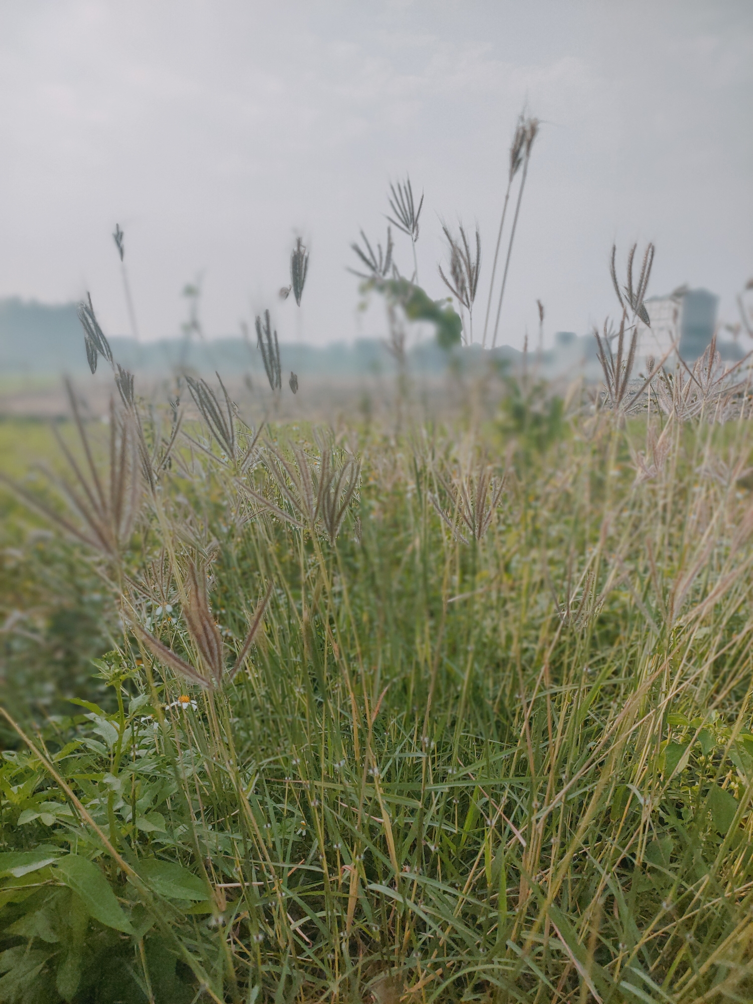A natural landscape image is captured in Sooko, Indonesia, under an overcast sky. The foreground is dominated by a dense field of tall grass, with individual blades reaching upwards. Some of the grass stalks bear seed heads that are feathery and elongated, with a reddish-brown hue. Smaller green plants and a few tiny white flowers are interspersed within the grass. In the mid-ground, the vegetation continues, appearing softer and less distinct due to the focus. In the background, the scene fades into a blur of green foliage, suggesting distant trees or more vegetation. A hint of a building structure, possibly a modern building with windows, is visible on the right side of the background, slightly obscured by haze. The overall atmosphere is muted and serene, indicative of a natural, possibly rural or semi-rural setting within Sooko. There are no people or animals present in the image.