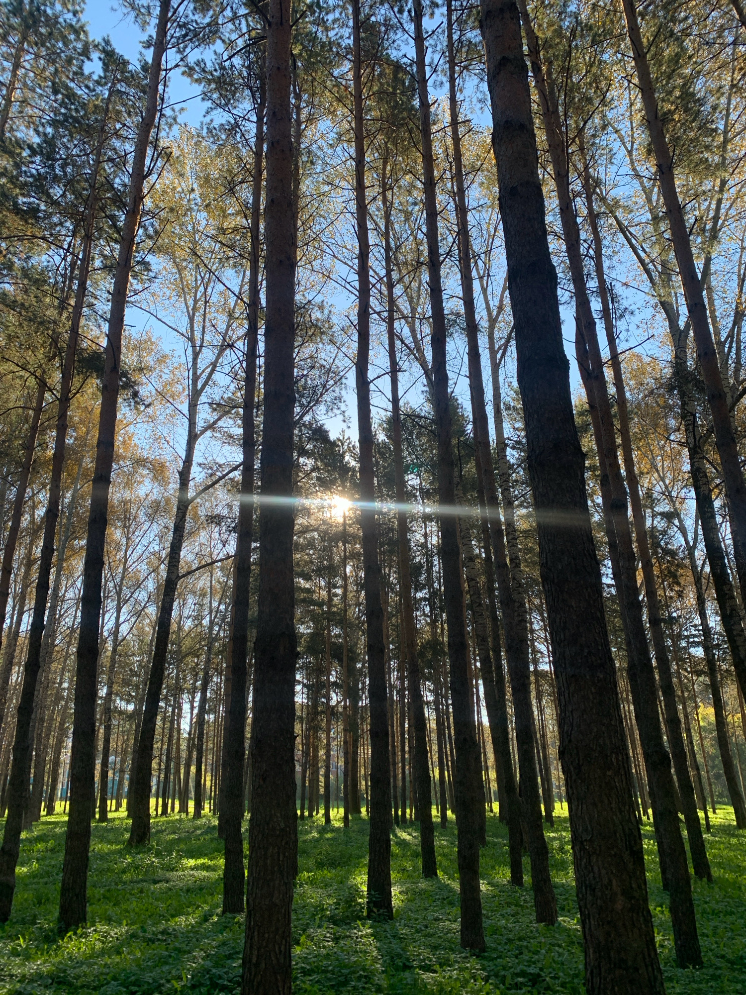 This is a photograph of a dense pine forest with a clear blue sky above. The sun is shining brightly through the trees, creating lens flare and dappled light on the forest floor, which is covered in green vegetation. The trees are tall and slender, with rough bark. The perspective is low, looking up into the canopy. The scene appears to be in a natural park or a wooded area within a city. Specifically, this scene is located in Prokopyevsk, Russia, and appears to be a well-maintained public park or forest area. There are no people or animals visible in the image. The overall impression is one of natural beauty and tranquility, with a strong emphasis on the interplay of light and shadow within the forest.