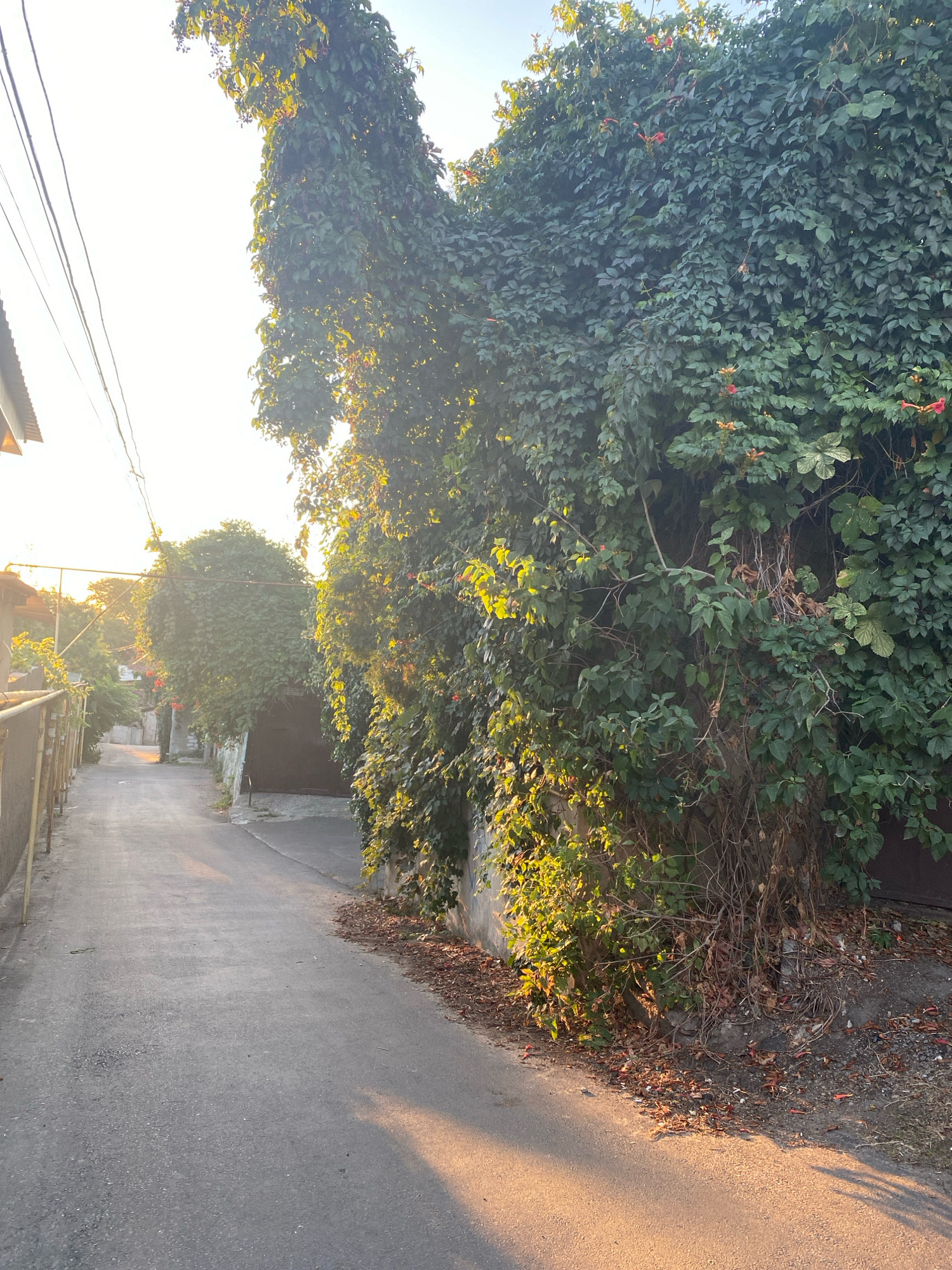 The image depicts an asphalted narrow alleyway in Odesa, Ukraine, likely a residential or service access road. The alley is flanked by buildings on either side, overgrown with dense green ivy that covers a substantial portion of the right-hand wall and extends onto a garage door. Sunlight, low in the sky, casts long shadows across the asphalt, creating a warm, golden glow. Power lines are visible stretching across the upper left portion of the frame. On the left, a metal fence with yellow posts runs along the side of a building, partially obscured by foliage. Scattered dry leaves lie on the ground near the base of the ivy-covered wall. There are no people or animals visible in the scene. The overall impression is one of an urban environment where nature is reclaiming man-made structures.