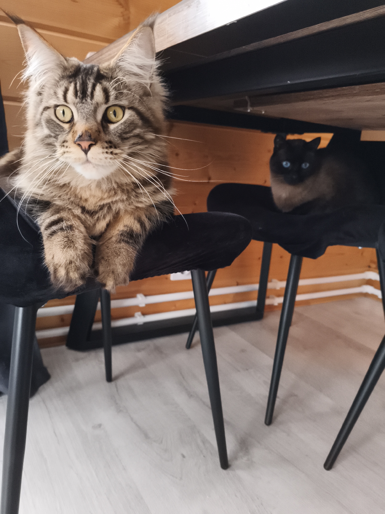 This indoor photograph captures two cats resting on chairs in what appears to be a dining or living area in Русский Вожой, Russia.
In the foreground, a large, fluffy tabby cat, likely a Maine Coon, is perched on a black upholstered chair. Its fur is a mix of brown, grey, and black stripes, with long white whiskers and prominent ear tufts. The cat has striking yellow-green eyes and is looking directly at the camera with an alert expression, its front paws gently resting on the chair's edge.
In the mid-ground, further back and beneath a dark table, another cat with dark point coloration (dark face, ears, and paws) and a lighter body, possibly a Siamese or a similar breed, is lying relaxed on a second black upholstered chair. This cat has distinctive, bright blue eyes and is looking generally to the right.
The chairs are modern with black fabric upholstery and thin black metal legs. The floor is made of light-colored wooden laminate. The background features a warm, light-brown wooden plank wall, suggesting a rustic or natural aesthetic for the room. The lighting indicates it is daytime. There is no visible text in the image.