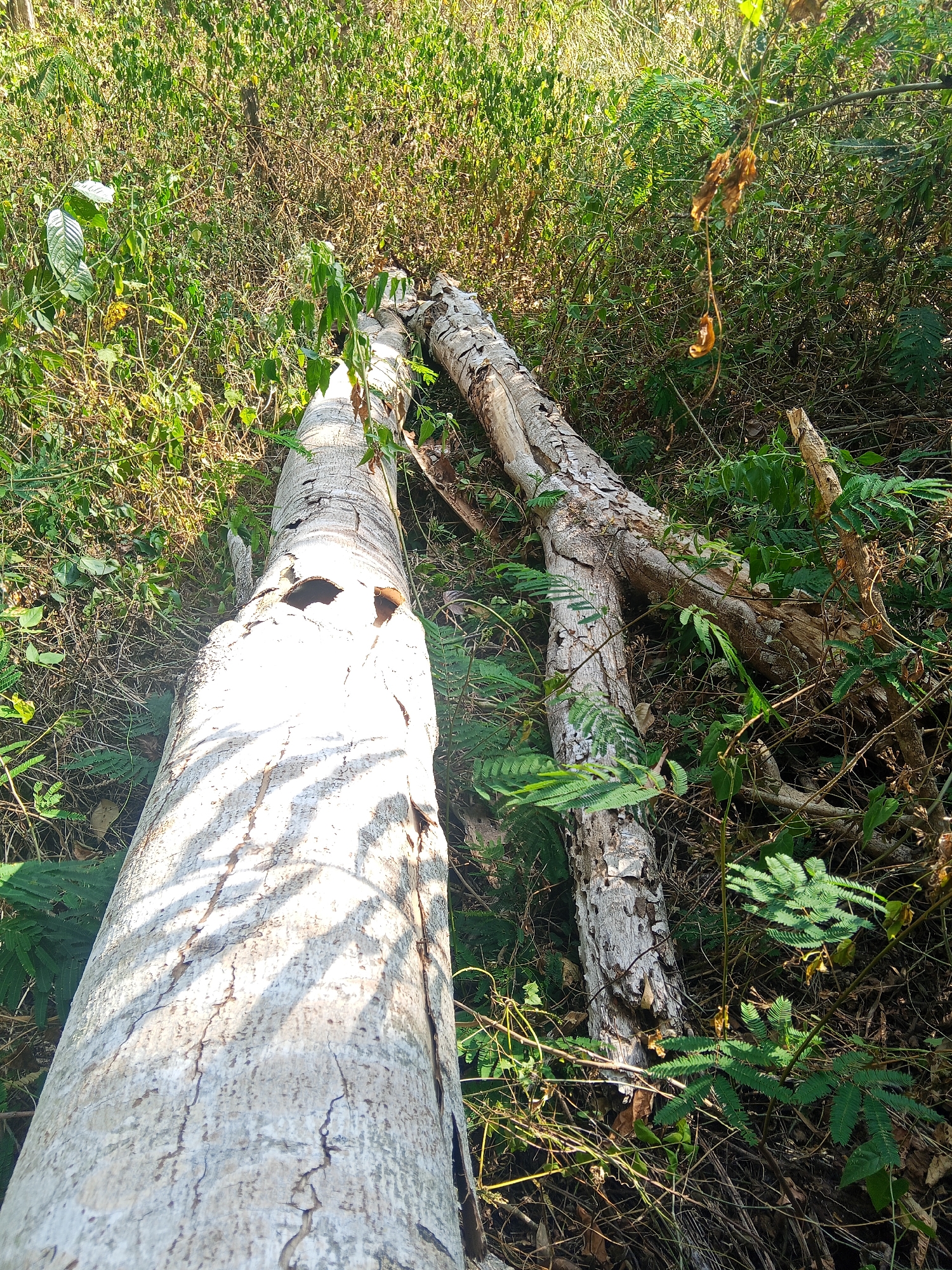 In Makale, Indonesia, two fallen logs lie partially covered by dense vegetation. The larger log in the foreground is light-colored and appears weathered, with several dark holes and cracks visible on its surface. Sunlight casts dappled shadows across it. A second, darker log is situated behind and slightly above the first. The surrounding environment is a thick undergrowth of green plants, ferns, and dry leaves, with some branches and vines intertwined. The scene suggests a natural, possibly remote area within the city.