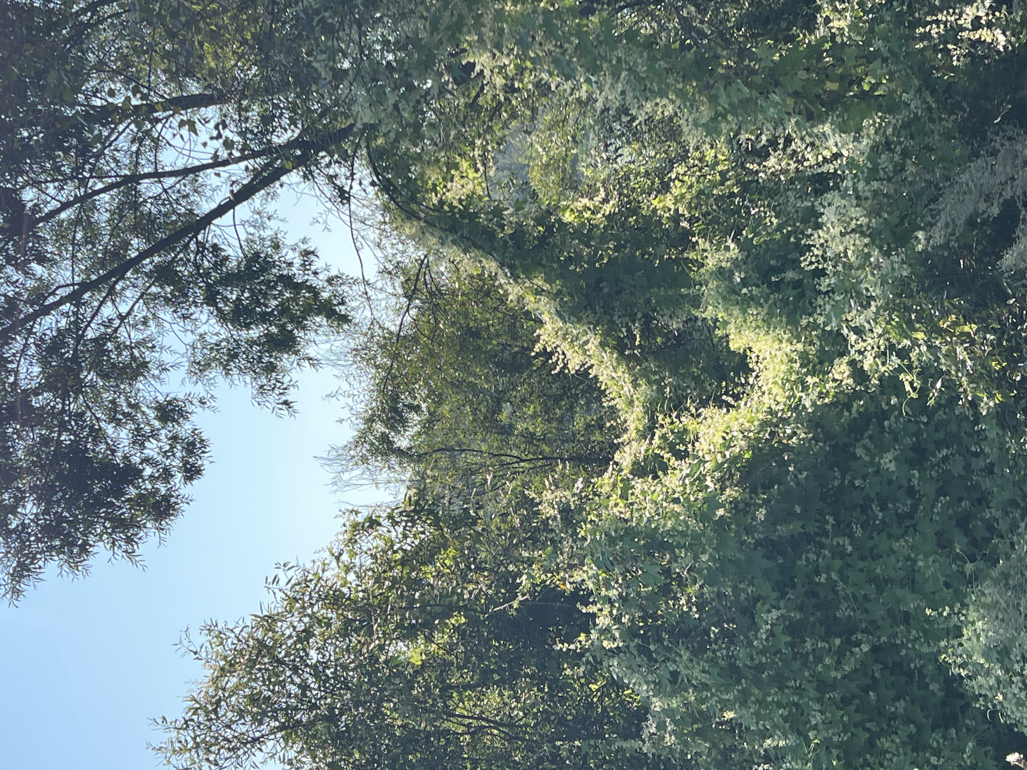The image depicts a dense, overgrown natural scene with lush green foliage and the bright blue sky visible through the branches. Sunlight filters through the leaves, creating highlights and shadows. A prominent vine with small white flowers arches across the center of the frame, intertwining with the branches of trees. The vegetation appears wild and untamed, suggesting an undeveloped area. The scene does not provide any specific visual cues that would allow for the identification of its location within the city of Salavat, Russia. There are no people, man-made structures, or recognizable landmarks present.