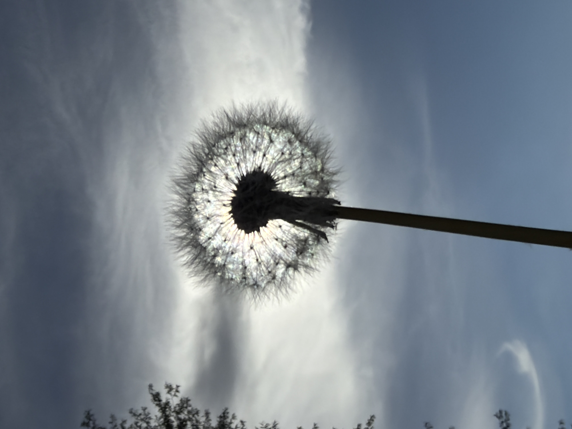 A silhouetted dandelion head is centered in the image against a backdrop of a cloudy sky with the sun shining through it. The stem of the dandelion is visible extending to the right, and the silhouetted outline of trees or bushes is visible in the lower left corner. No people are visible. The location is not provided, and I am unable to provide it based on the image.