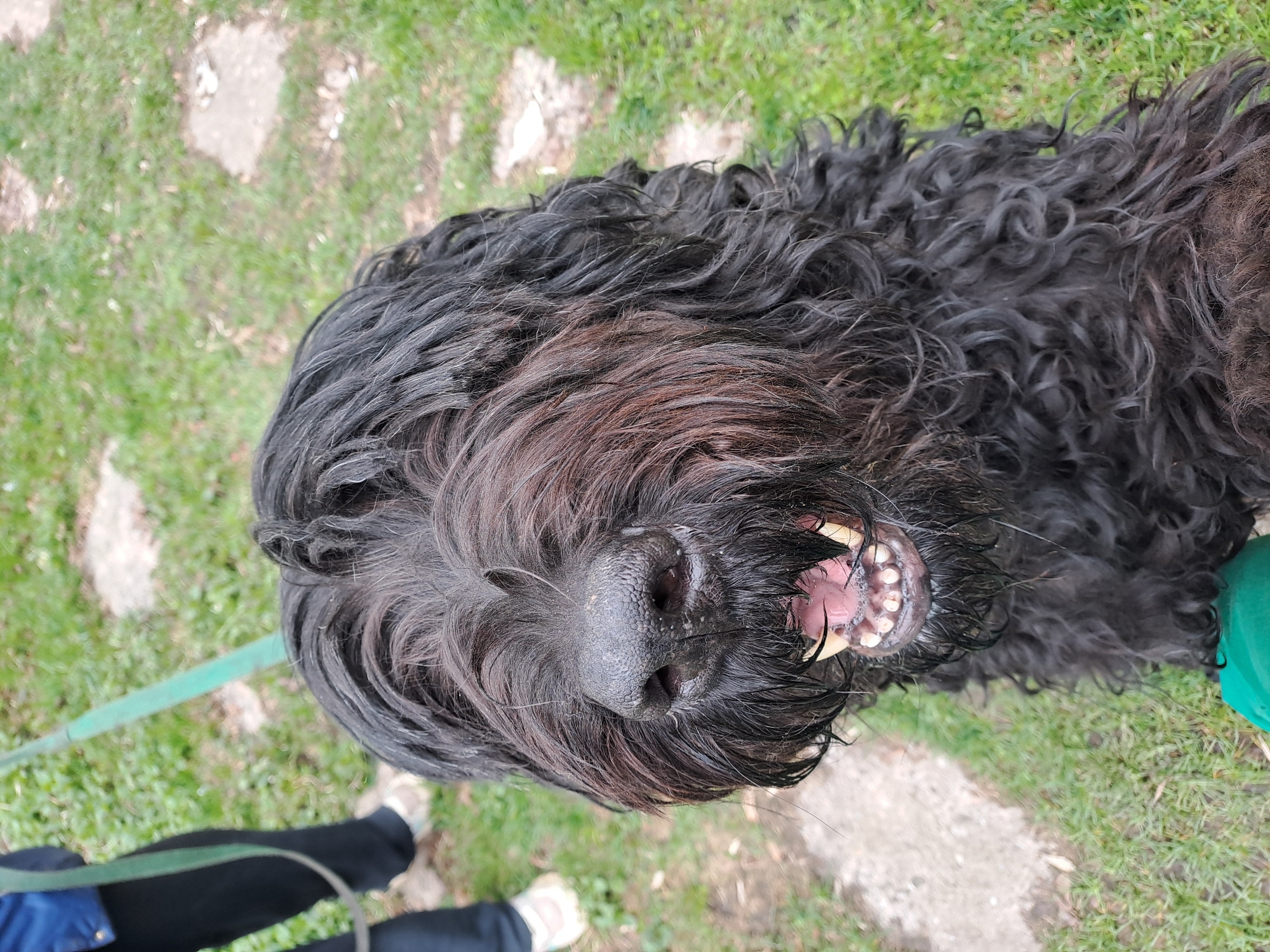 A close-up, high-angle shot depicts a black, shaggy-haired dog with its mouth open, revealing its teeth. The dog's nose is prominent and textured. A leash is visible on the left side of the image. The background includes grass and stone pavers, along with a person's legs and shoes in the lower-left corner. A green object is on the right. The location of Elektrostal, Russia is not discernible from the visual information.