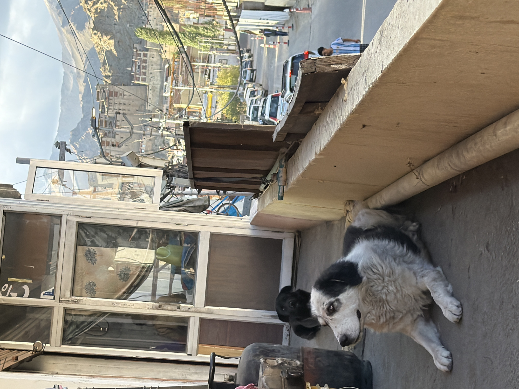 In Leh, India, a black dog and a black-and-white dog are resting on a concrete ledge in front of a building with glass doors and windows. The white dog is in the foreground, looking to the left. Behind them, a street lined with cars and buildings is visible, leading up to a large monastery or palace complex nestled in the mountainous landscape. The sky is partly cloudy, with the sun illuminating the buildings and mountains. A person in a striped shirt is walking down the street.
