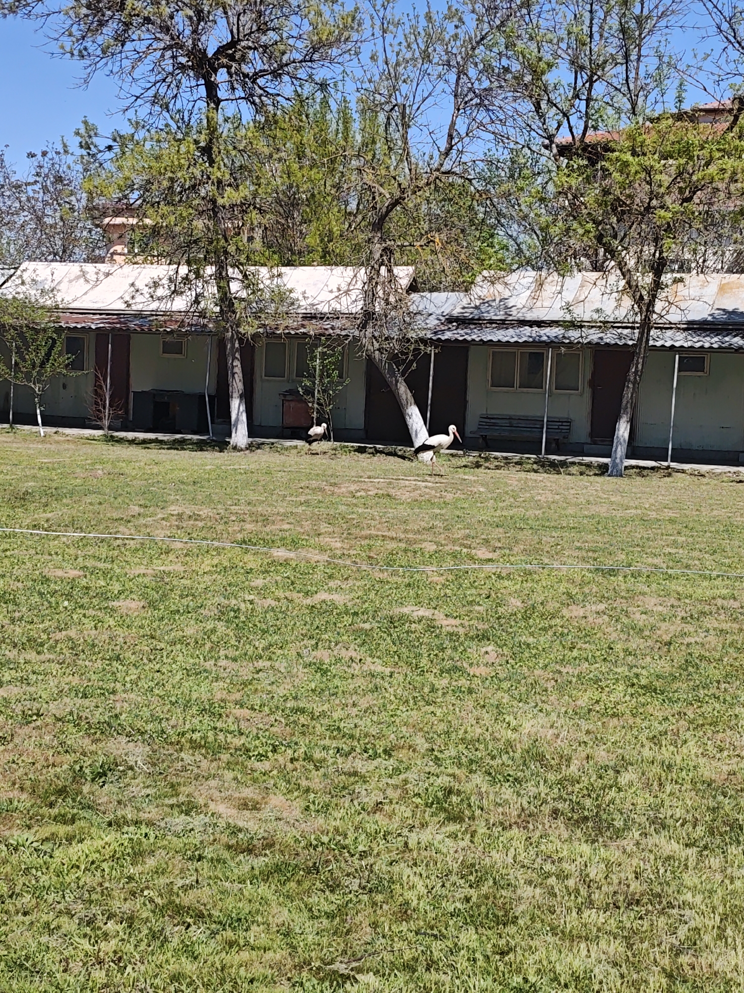 The image captures a tranquil scene, possibly in a rural setting. The foreground is dominated by a sprawling, unkempt lawn, its grass a mix of greens and browns, suggesting natural growth and varying degrees of sunlight exposure. In the middle ground, a series of low, single-story buildings stretch across the frame. These structures feature light-colored walls, simple windows, and dark-colored trim, conveying a sense of modest, functional architecture. A few bare trees are interspersed between the buildings, their branches reaching into the clear blue sky. The trees’ skeletal forms suggest it might be early spring or late autumn. Two white storks with black wing tips and red beaks are seen standing on the lawn in front of the buildings. The background is somewhat blurred, but it reveals additional foliage and possibly other structures, indicating the edge of a town or settlement. The overall impression is one of peacefulness and simplicity, with the natural elements blending with the man-made structures. The location is in the city of Unknown, Unknown.