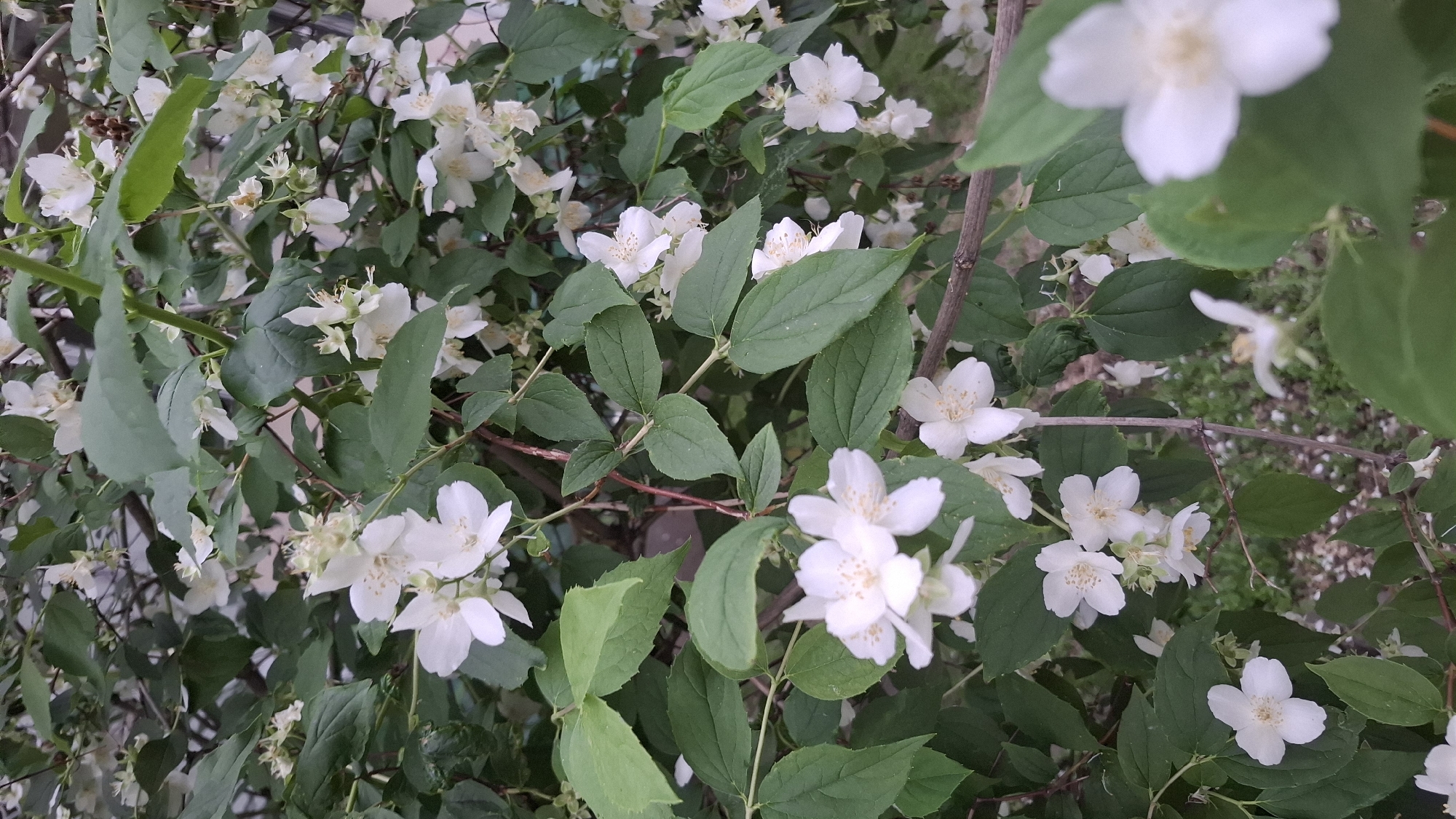 The image depicts a dense cluster of flowering shrubs, presented as being located in the city of Novaya Vasil'evka, Russia. The shrubs are covered with numerous small, white, five-petaled flowers, each featuring prominent yellow-tipped stamens at its center. Many flowers are fully open, while some are in various stages of bloom or slight senescence. The foliage consists of abundant dark green, ovate to elliptical leaves with serrated margins, arranged oppositely along the stems. The stems themselves are thin, woody, and appear in shades of light brown to reddish-brown, intertwining to form the bush's structure. The background is softly blurred, showing indistinct shapes of further foliage and hints of light-colored ground material, suggesting an outdoor garden or natural environment. The lighting is diffused and natural, with no harsh shadows present. No people, animals, or specific man-made objects are visible within the frame.