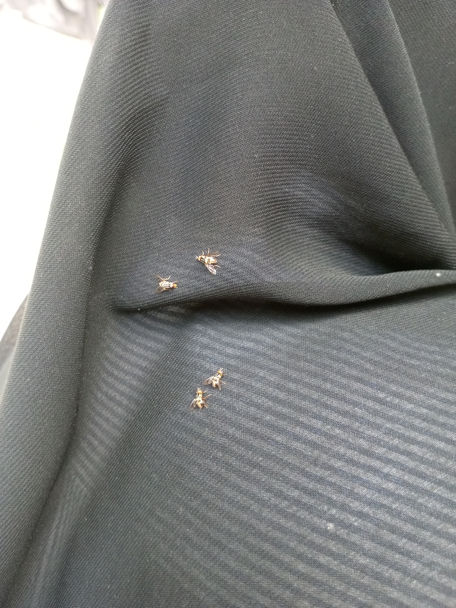 Three fruit flies rest on a dark gray, textured cloth draped in folds. The location is not discernible.