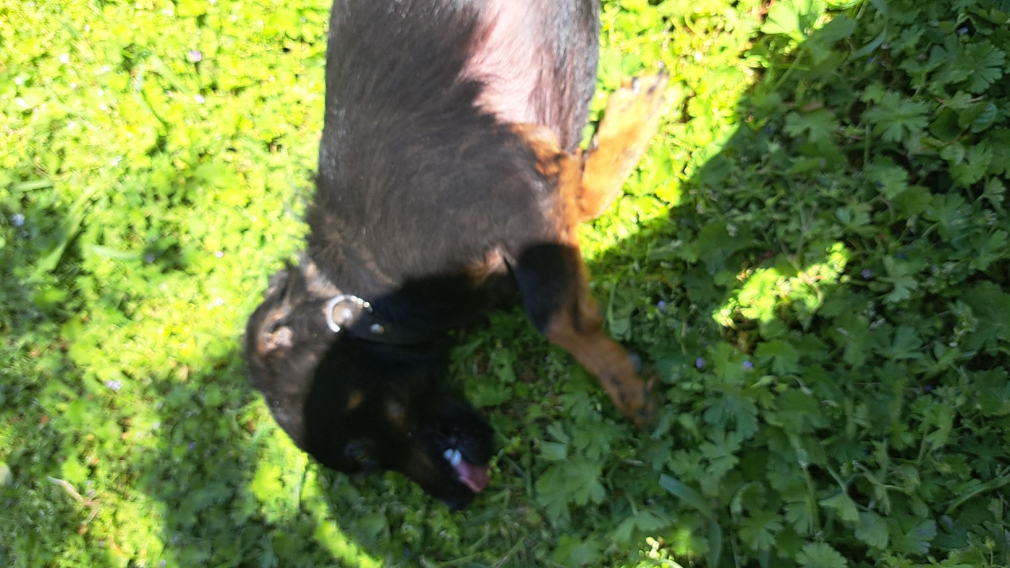 A black and brown dog lies on its back in green grass, potentially a lawn. The dog is wearing a black collar with a silver ring. The grass appears to be clover. The location is unknown.