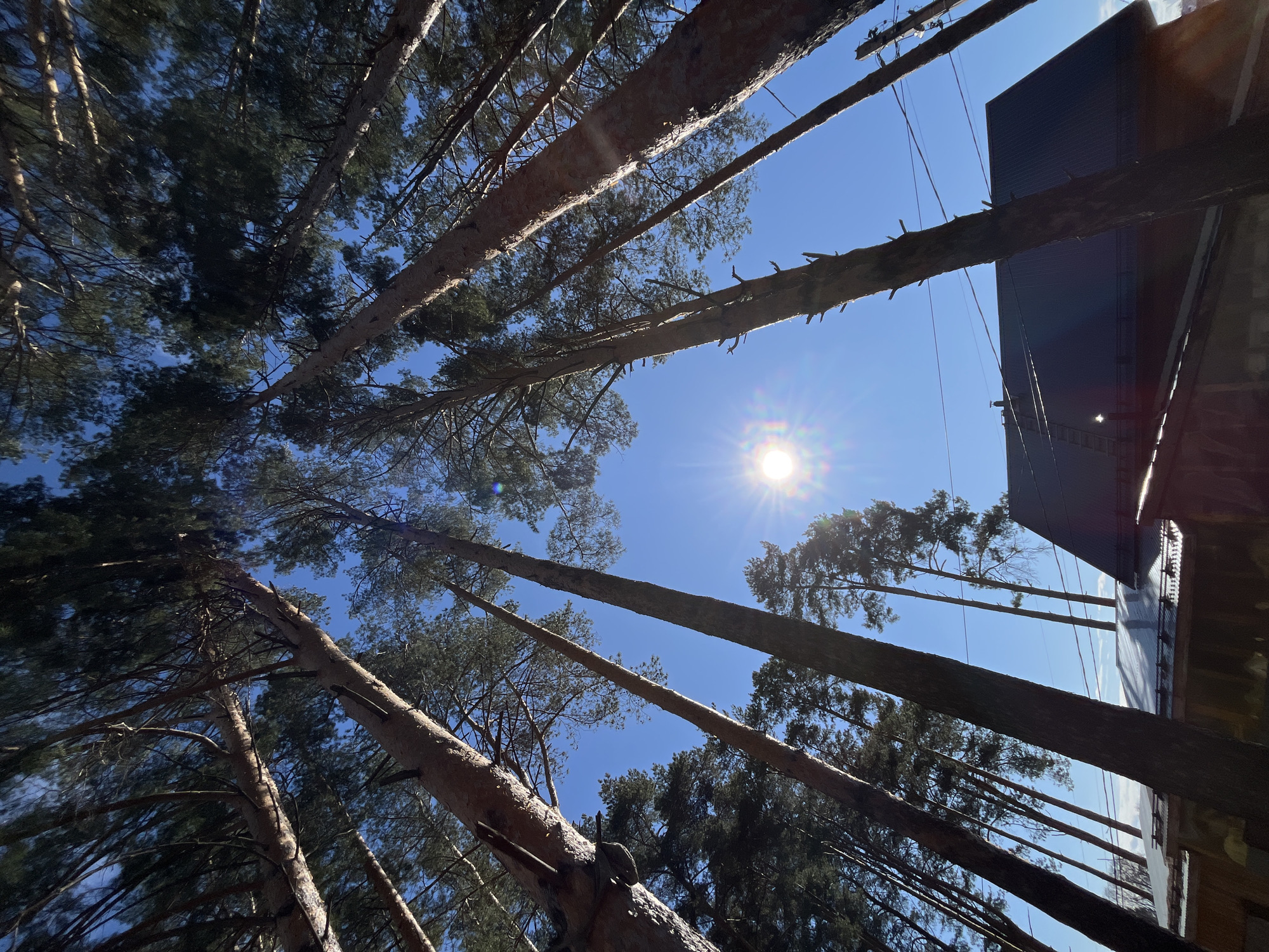 Looking upwards from the ground, the image captures a view of tall pine trees reaching towards a clear, blue sky with the sun shining brightly. The tree trunks are visible in the foreground and midground, some appearing to be leaning slightly. The foliage of the pine trees is visible against the sky. At the right edge of the frame, a building with dark-colored exterior walls can be partially seen. Some power lines and poles are also present. Based on the prompt, the location is likely Chaikovsky, Russia.