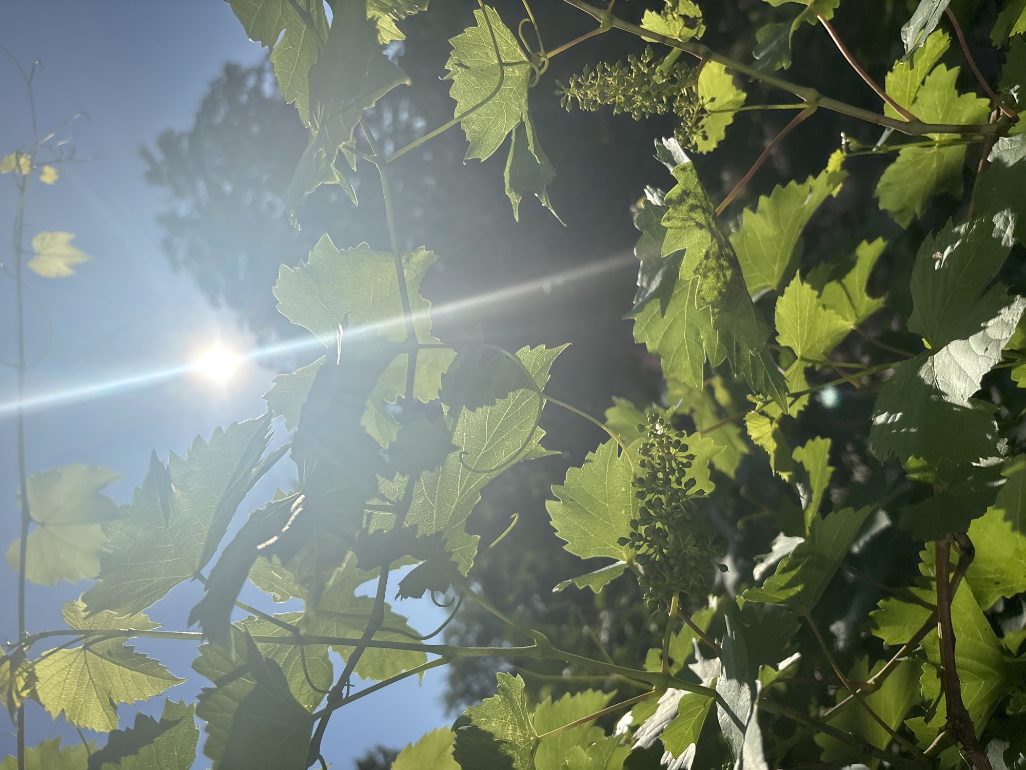In this image, a cluster of green grape leaves is illuminated by bright sunlight, with the sun's rays creating a lens flare effect. The leaves are lush and vibrant, with some of them showing intricate vein patterns. In the background, the blurred silhouette of trees can be seen against a clear blue sky. The composition is close-up, focusing on the delicate details of the grapevines and the interplay of light and shadow. The image appears to be taken outdoors in a natural setting, possibly a garden or vineyard.