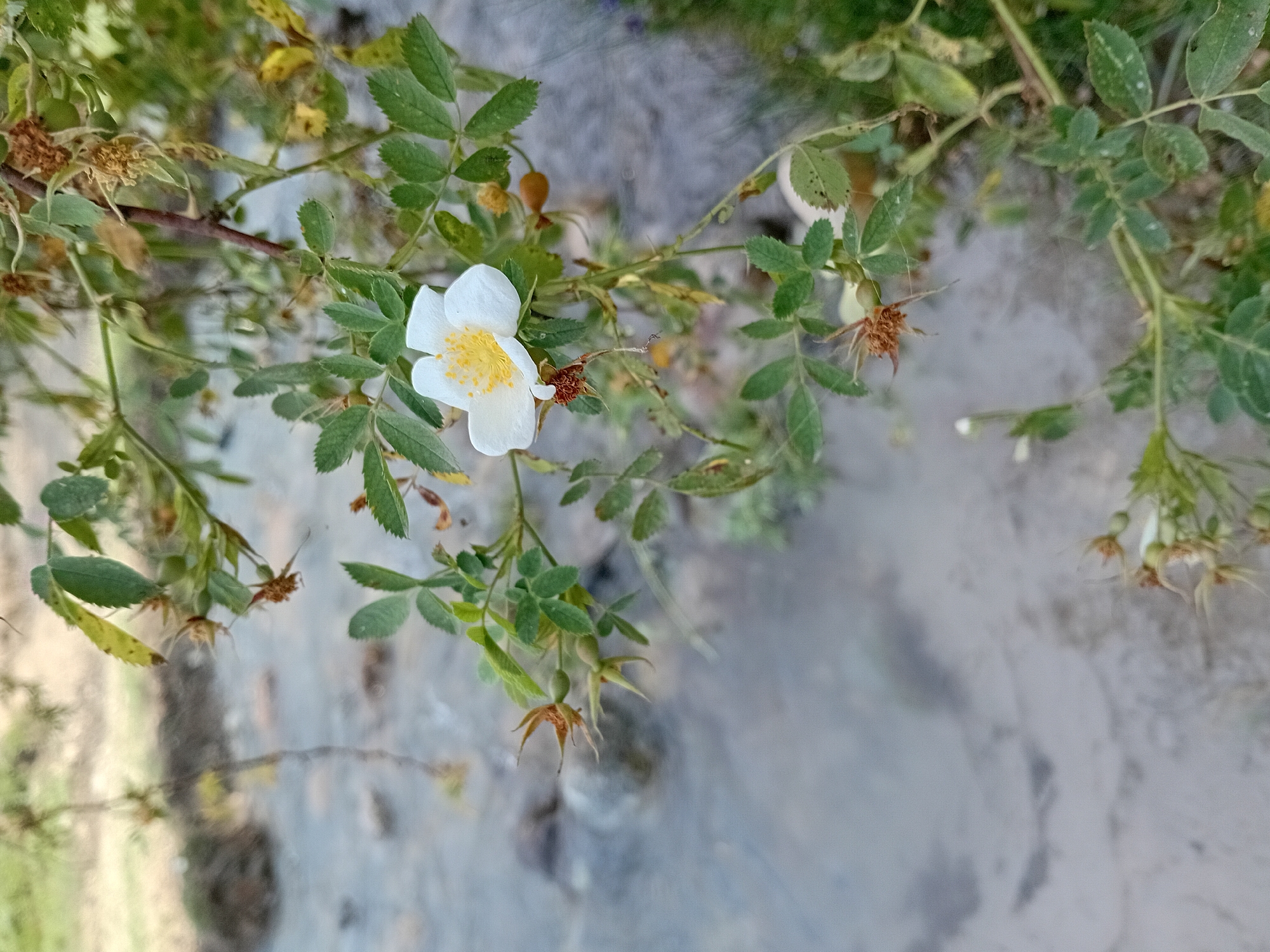 The image depicts a close-up view of a wild rose bush with a single white flower blooming. The flower has delicate white petals and a yellow center. Several green leaves surround the bloom, some of which appear to have dried or damaged edges. There are also small green rose hips visible on the branches, along with some dried remnants of past blooms.
The background is a blurred landscape that appears to be a natural setting. A body of water, possibly a stream or river, is visible on the left side of the frame, with a sandy or rocky bed. The water is calm and reflects some of the surrounding greenery. The overall impression is of a serene, natural environment.
While the image is beautiful, it does not provide any specific visual cues that would allow for a precise determination of its location within Көксаяқ ауылдық округі, Kazakhstan. The natural elements are common to many regions.