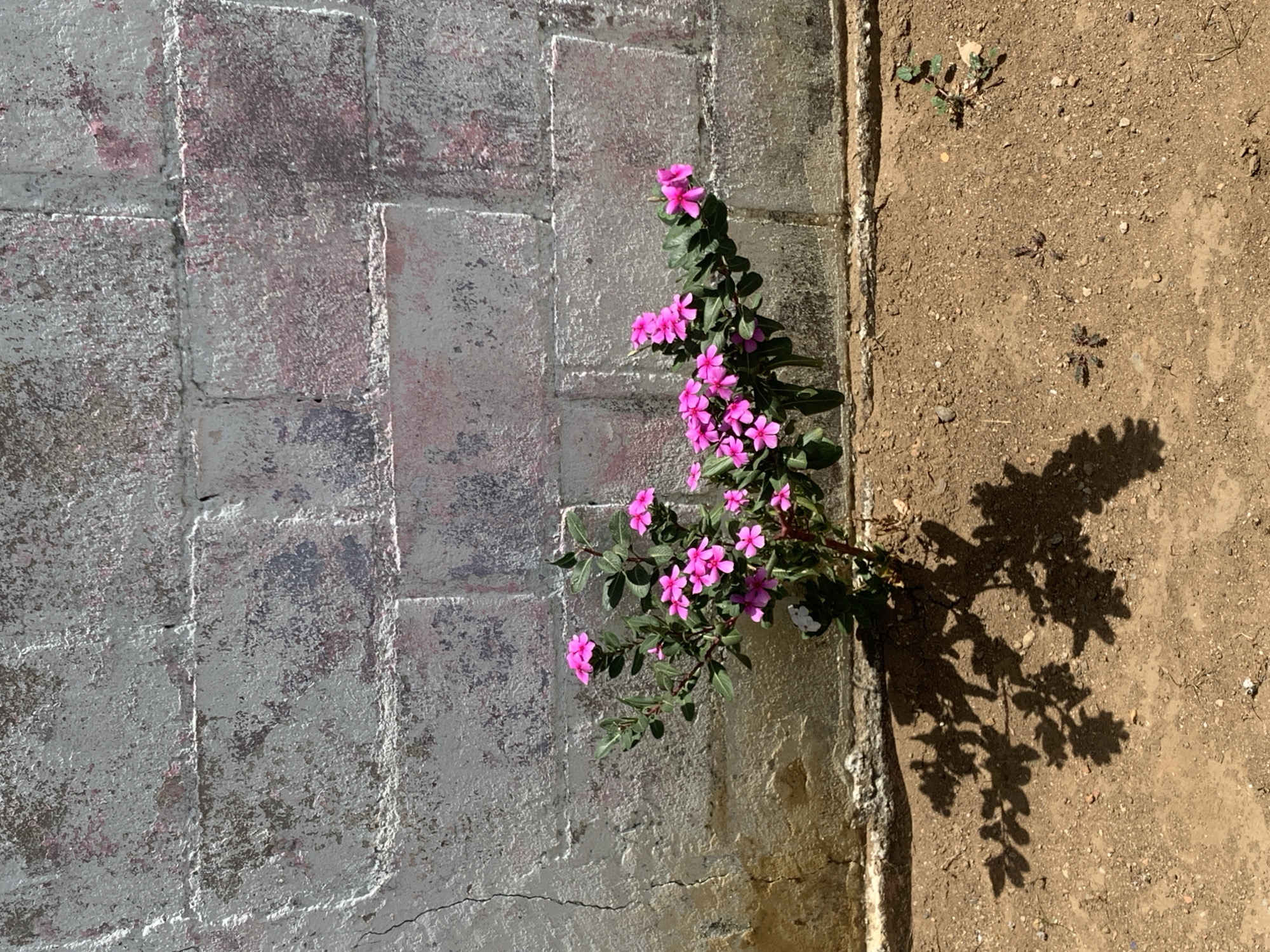 A ground-level shot captures a patch of pink flowers growing between a painted brick wall and sandy soil. The wall, predominantly white with traces of pink and gray, shows signs of age and wear. The soil is light brown and slightly uneven. The flowers cast a detailed shadow on the soil. The location is presumed to be Santa Ana, Venezuela, but there is no further identifying information. No people are visible.
