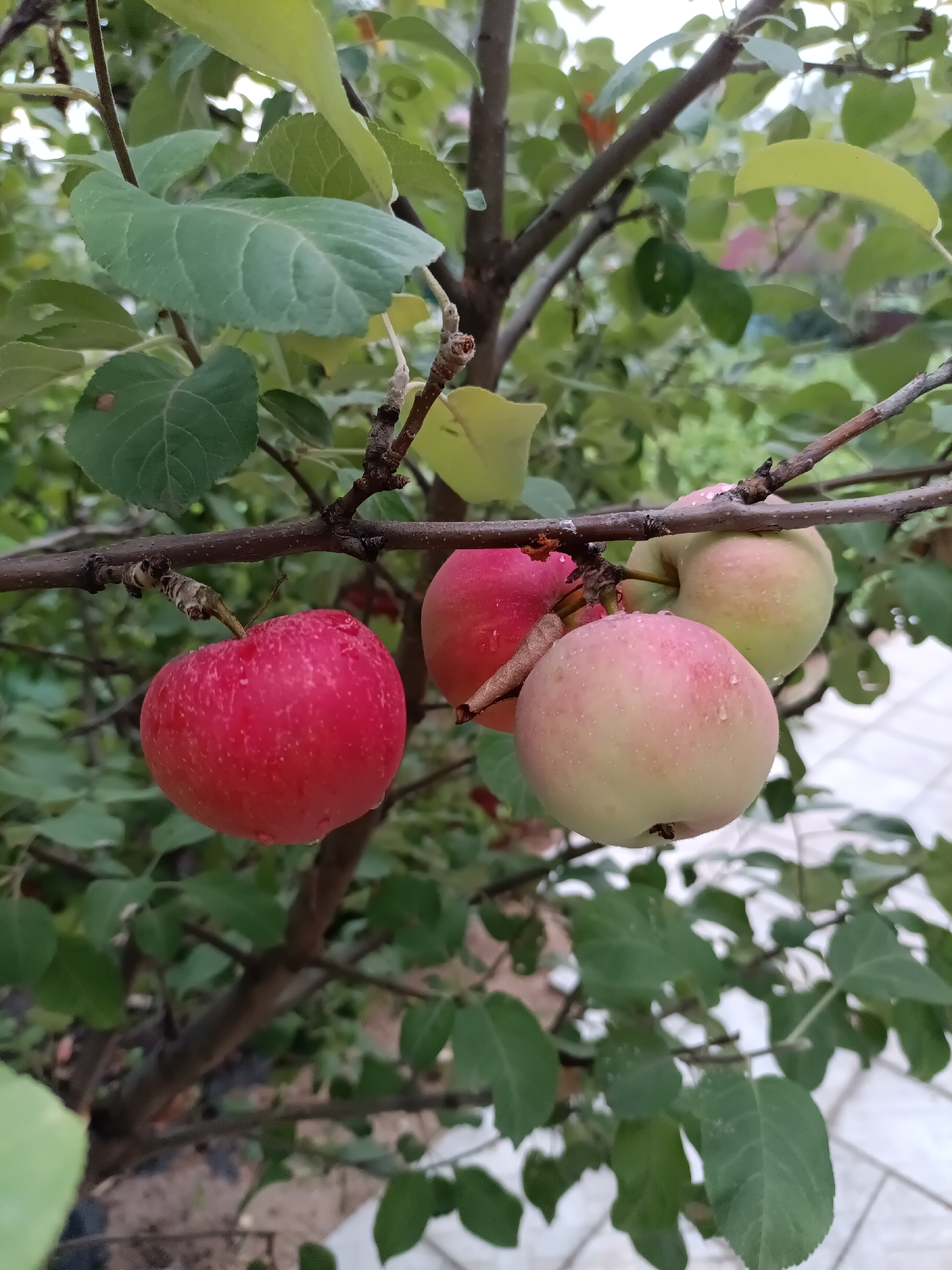 The image shows a branch of an apple tree with several ripe apples, some red and some pale green with pink blush. The apples have water droplets on them, suggesting recent rain or dew. The background is filled with green leaves and branches of the tree, and in the far background, a hint of a paved area and possibly a building can be seen. There are no people or animals visible in the image. The overall impression is that of a close-up shot of fruit growing on a tree, likely in a garden or orchard setting. The image was taken in Petropavl, Kazakhstan.