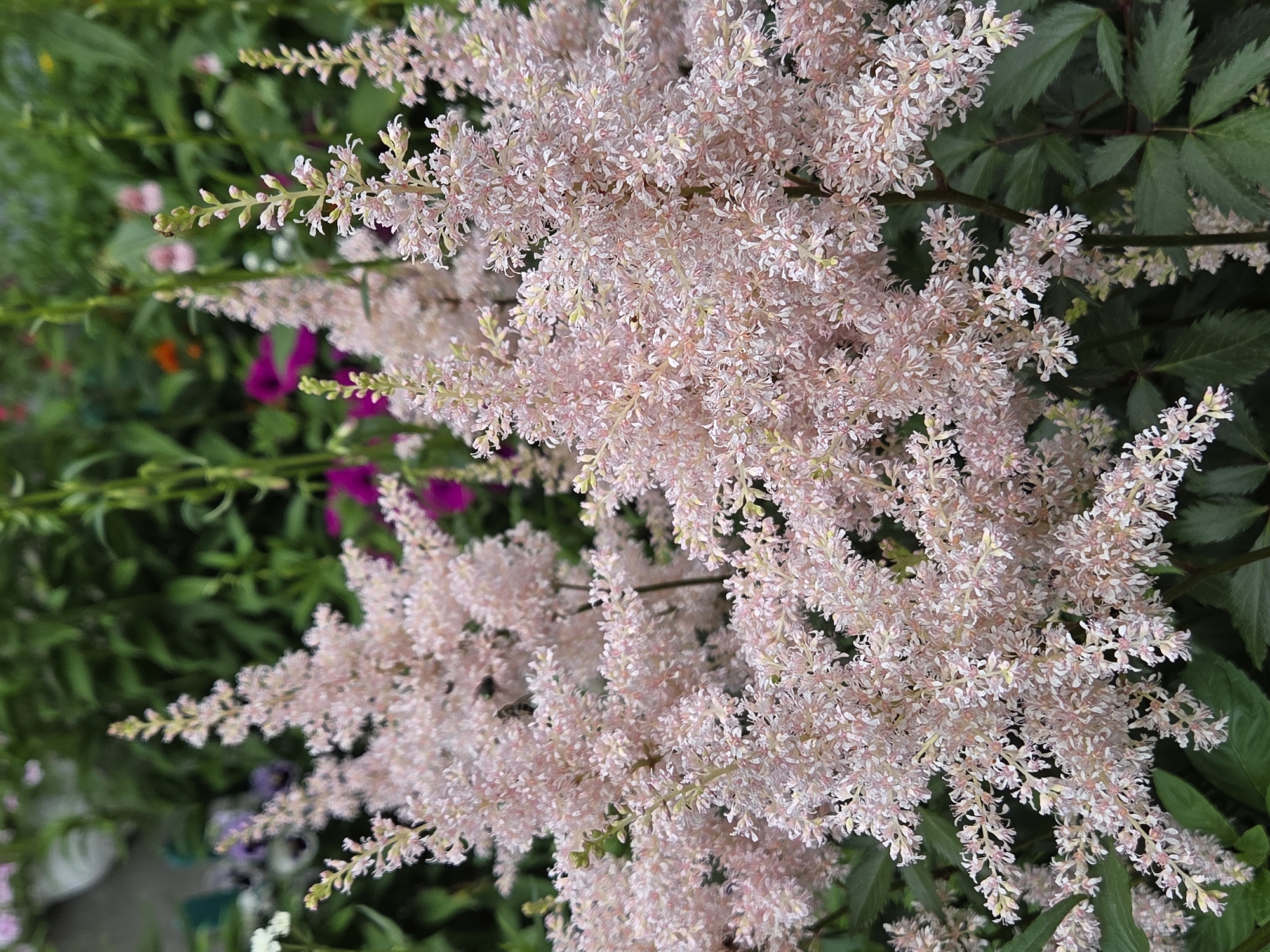 A close-up, eye-level, medium shot shows several plumes of delicate, light pink astilbe flowers with dark green foliage in the background. The flowers are fluffy and feathery, composed of many tiny florets. The background is softly blurred, with hints of other flowers in shades of purple, pink, and orange, and green leaves and stems. The lighting is diffused, suggesting an overcast day or shaded area. The scene is an outdoor garden environment. There are no people or animals visible in the frame. The image quality is sharp and detailed on the flowers.
