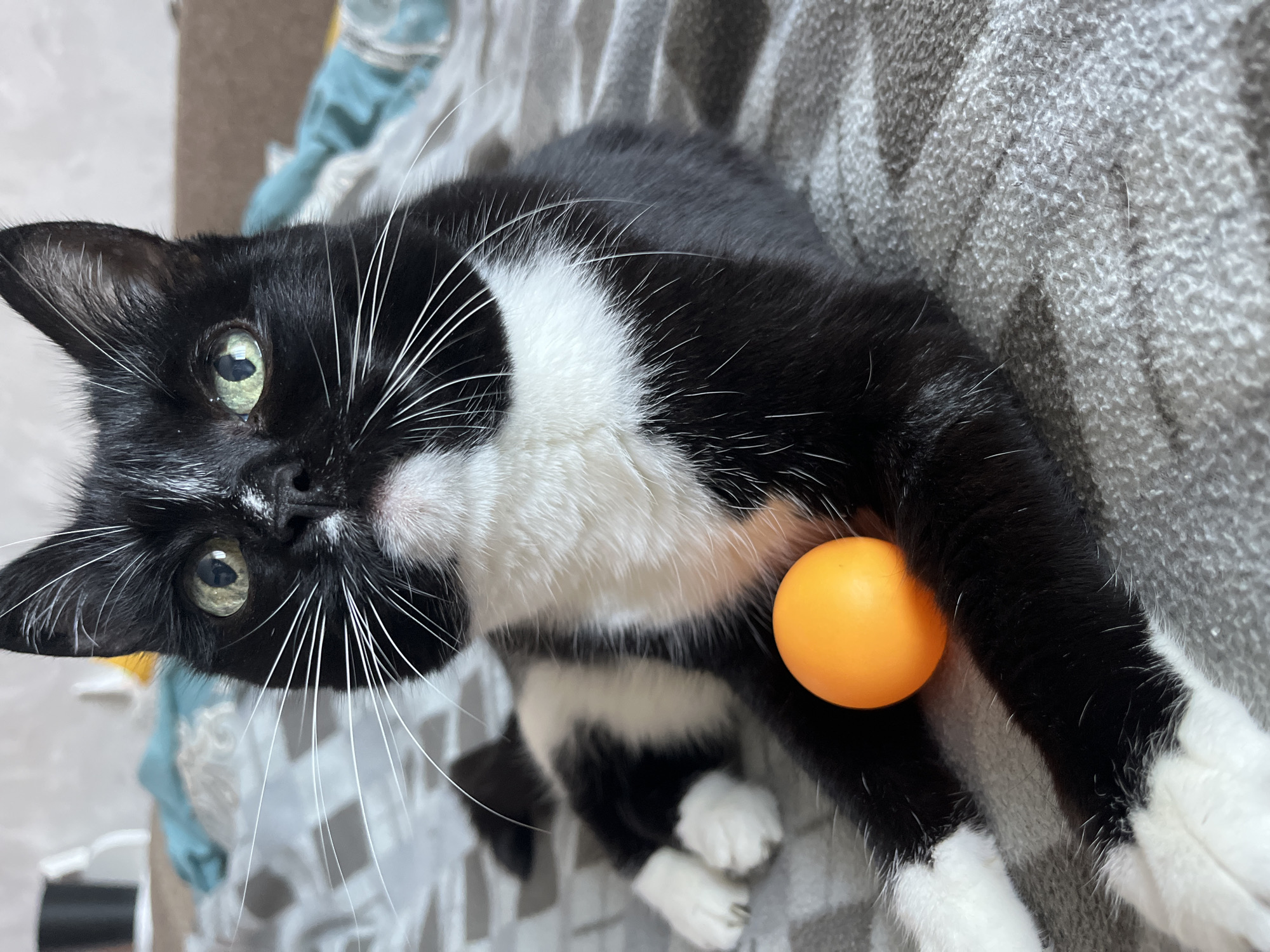 A black and white tuxedo cat is lying on a gray, textured blanket, looking directly at the camera with green eyes. Its paws are tucked in front of its body, and an orange ping pong ball rests between them. The cat has white whiskers and a white chest marking. In the background, out of focus, are soft furnishings including what appears to be a bed or sofa with some crumpled blankets in shades of blue and gray. The lighting suggests an indoor setting.