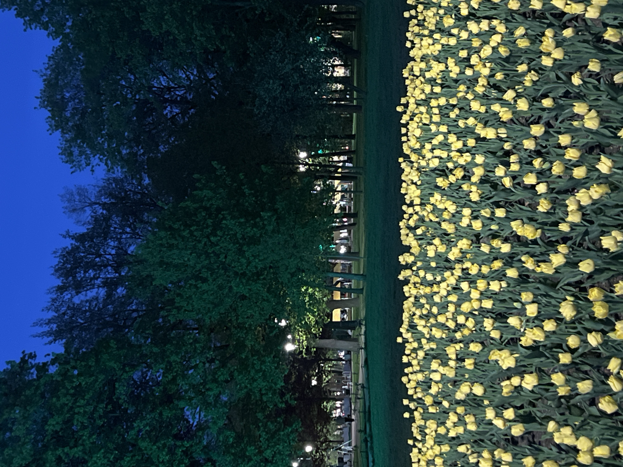The image shows a nighttime view in Saint Petersburg, Russia. A large bed of yellow tulips fills the right side of the frame. To the left, a row of mature trees lines a walkway illuminated by streetlights. The sky is a deep blue. In the background, hints of buildings and pedestrian activity are visible. The scene conveys a peaceful, urban park setting.