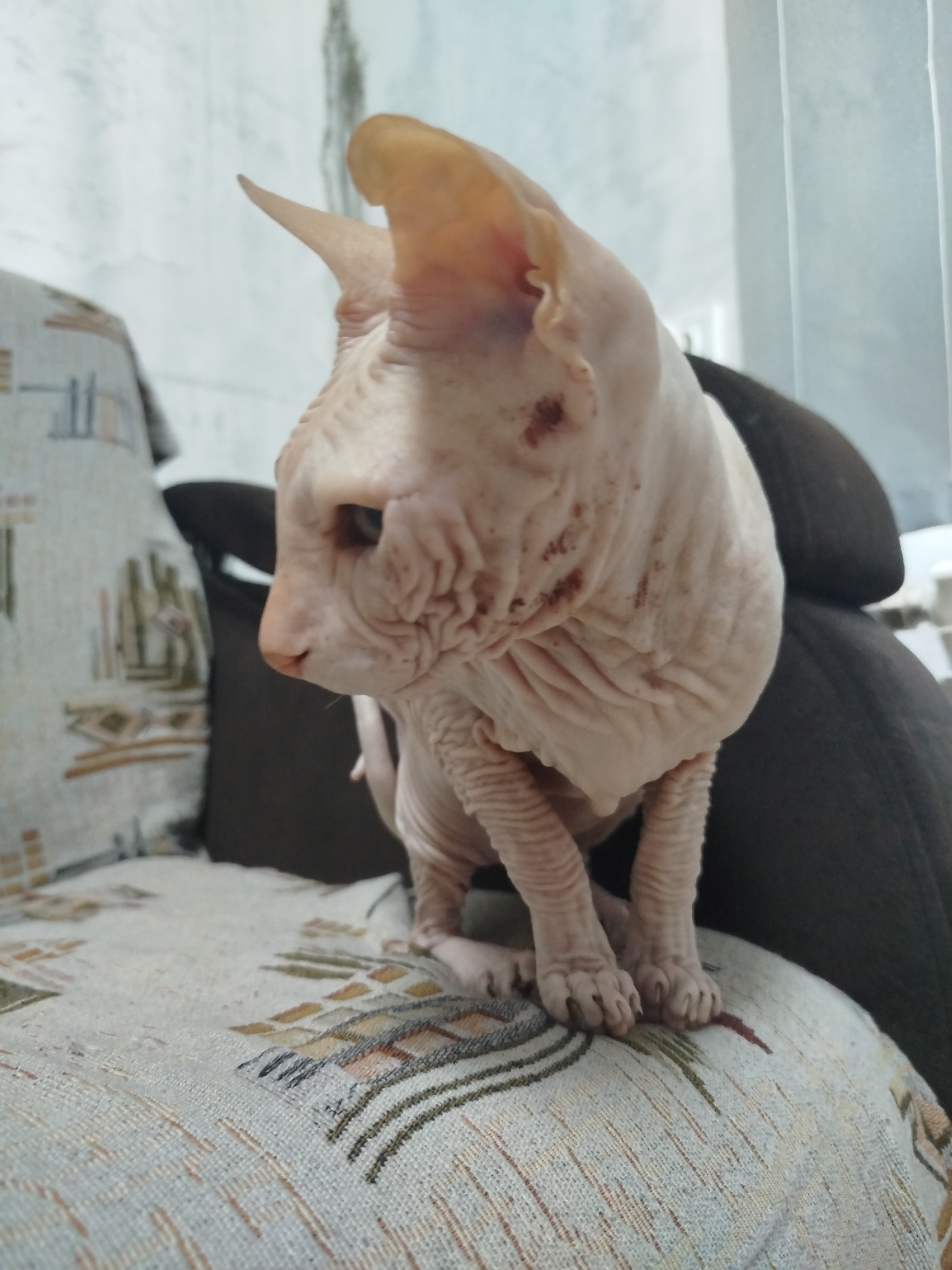 A pink sphynx cat is sitting on a patterned sofa. The cat is looking to the left. The background is out of focus and shows a wall and a piece of furniture. This image was taken in Zavodoukovsk, Russia.